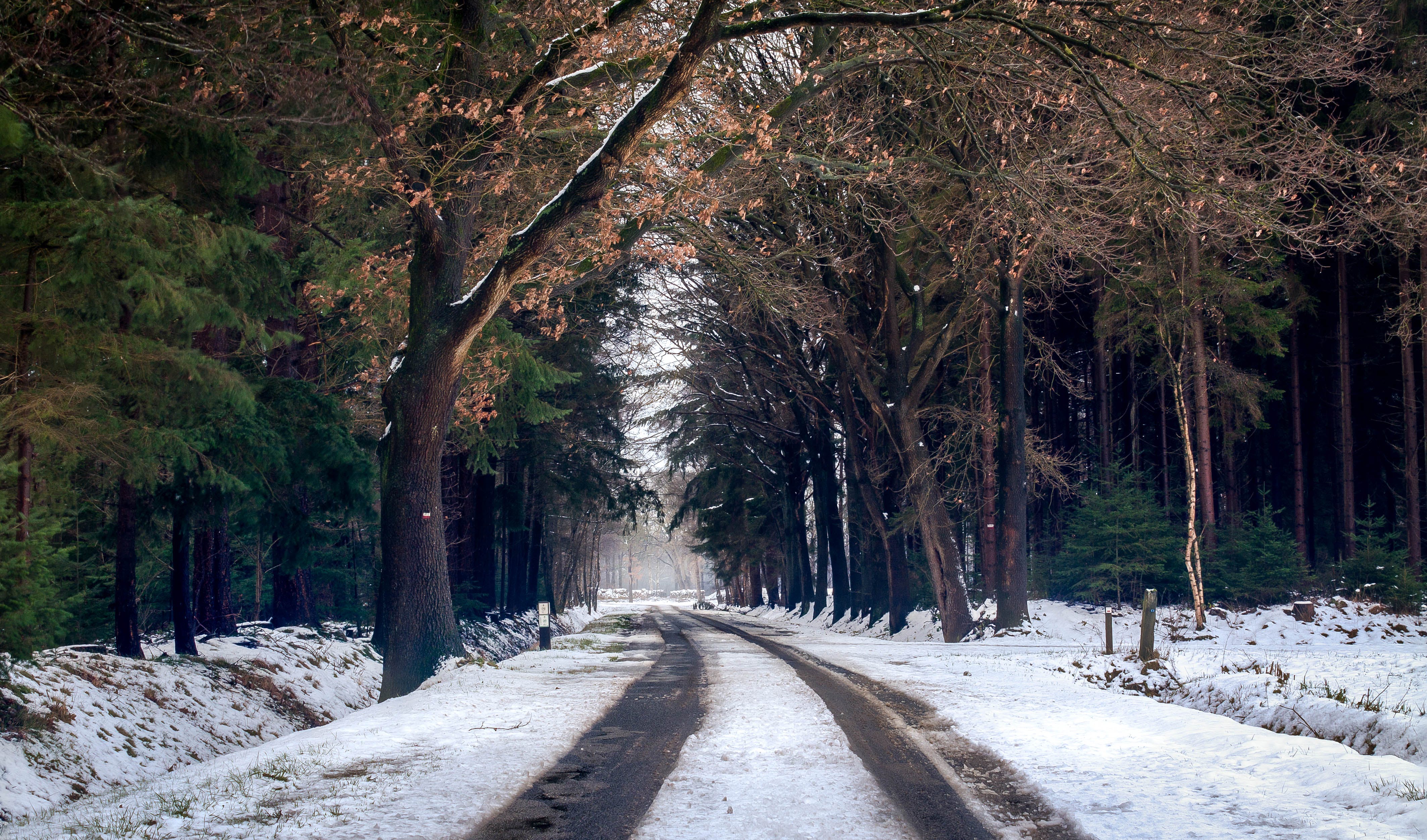 Waldweg, Reifenspuren, Allee, Schnee, Nadelwald, 4K, Hintergrundbild für den PC