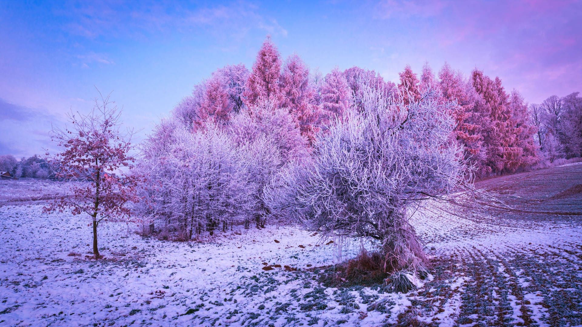 Raureif, Bäume, Rosa und Lila, Schneefeld, Märchenhaft, 16:9, Full-HD-Hintergrundbild für den Desktop