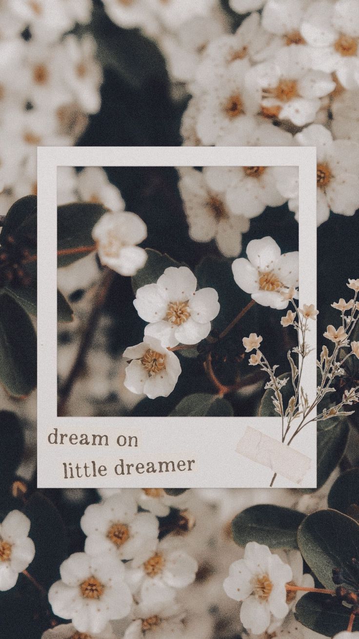Polaroid, Weiße Blüten, Spruch, Ästhetik, HD, Hintergrundbild fürs Handy