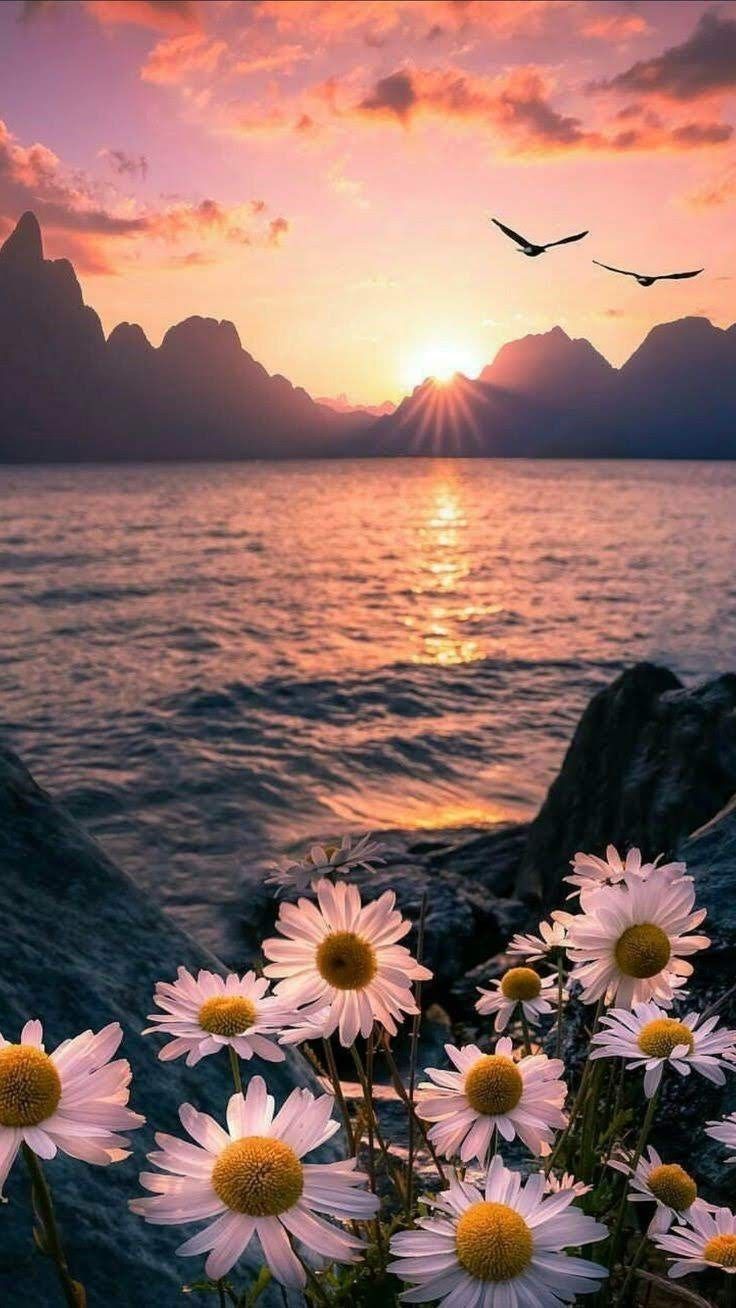 Gänseblümchen, Meer, Sonnenuntergang, Berge, Vögel, Wellen, HD, Handy-Hintergrundbild