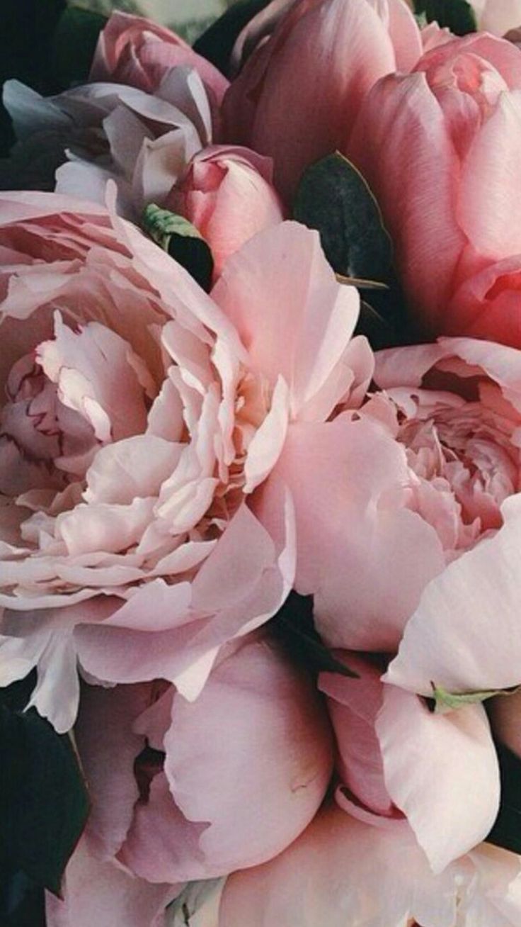 Rosa Blüten, Nahaufnahme, Blütenblätter, Dunkle Blätter, HD, Handy-Hintergrund