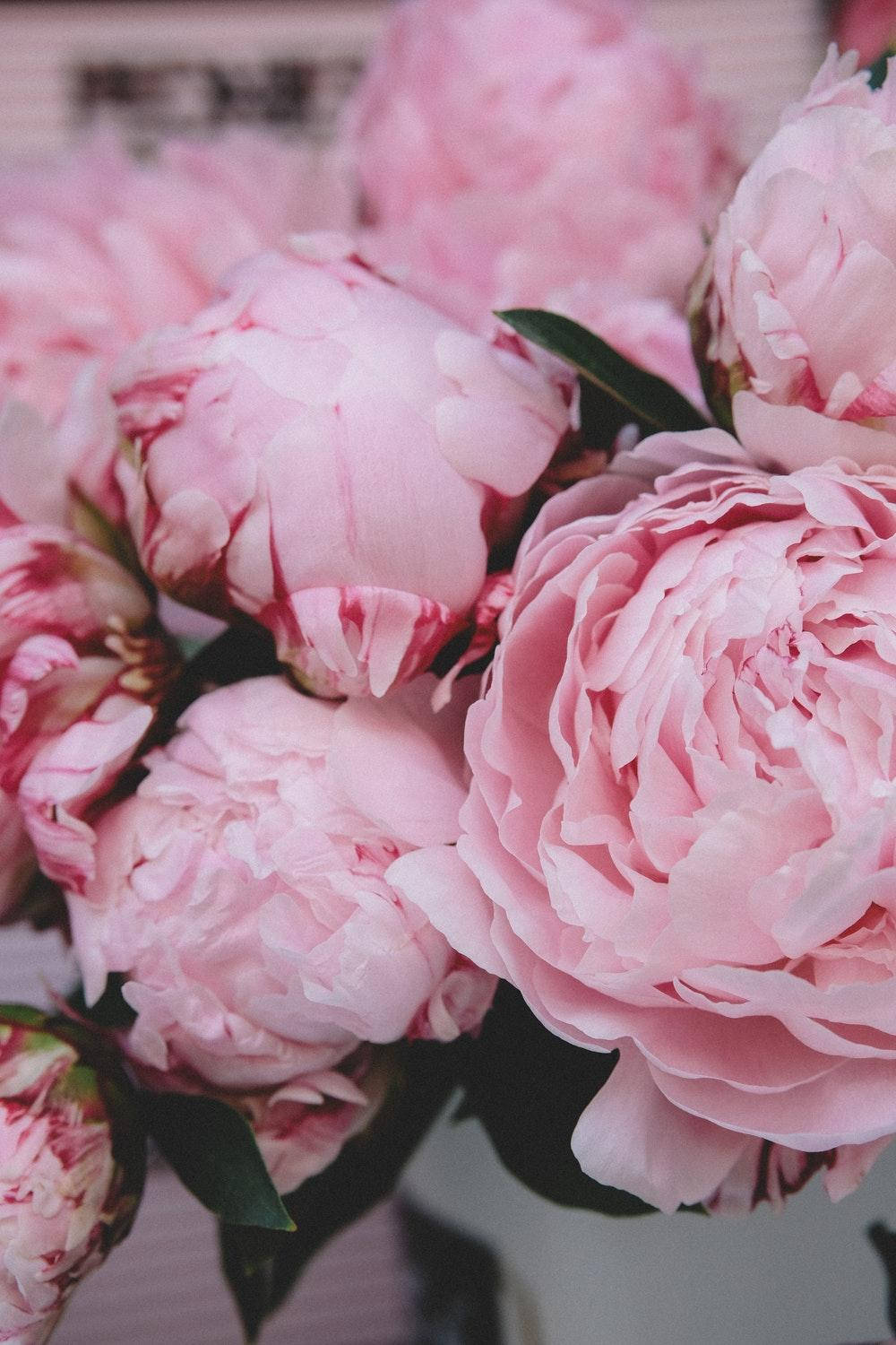 Päonien, Strauß, Rosa, Blumenmarkt, HD, Hintergrundbild fürs Handy