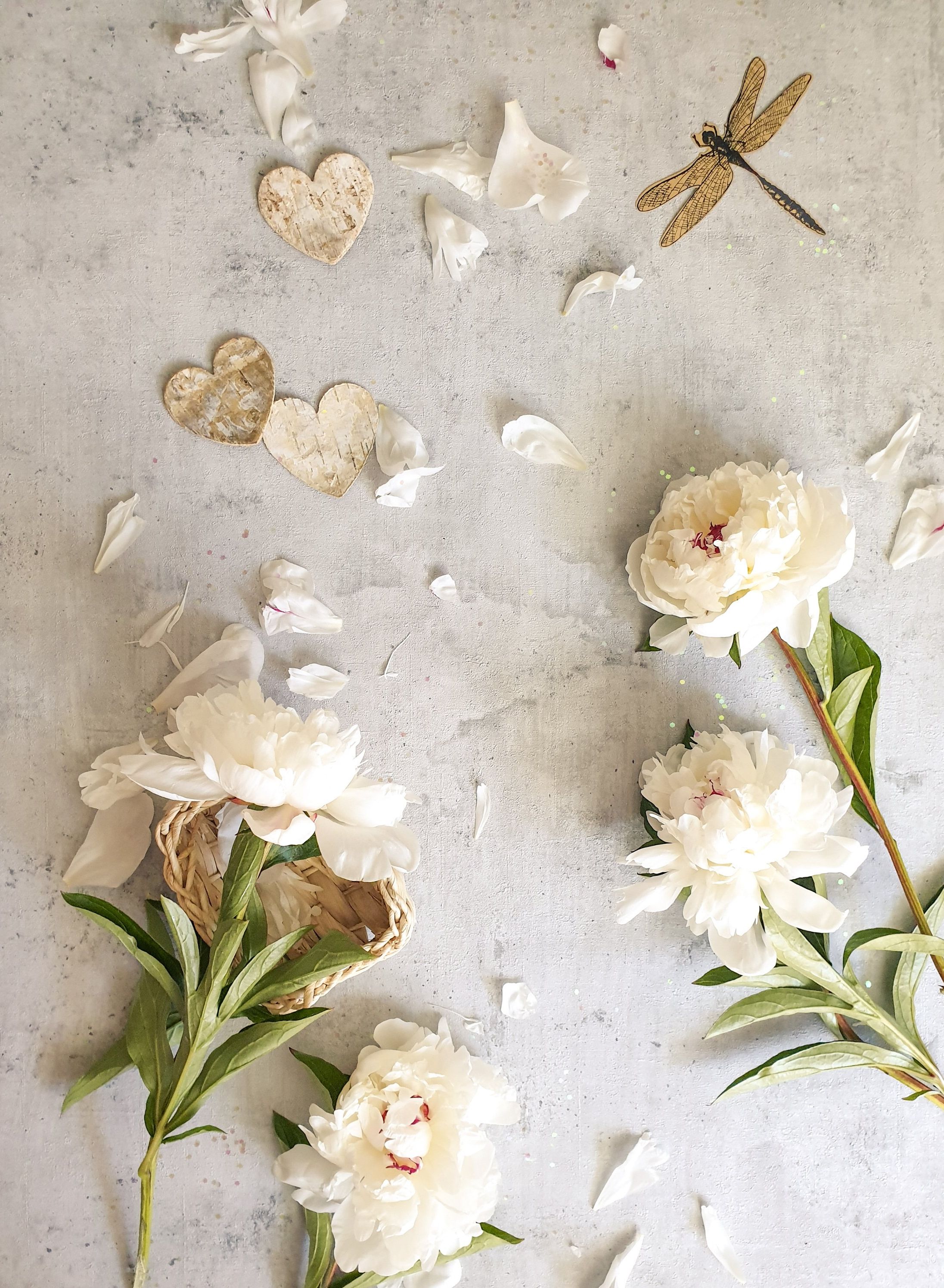 Weiße Pfingstrosen, Libelle, Flatlay, Grauer Hintergrund, Blütenblätter, QHD+ Wallpaper