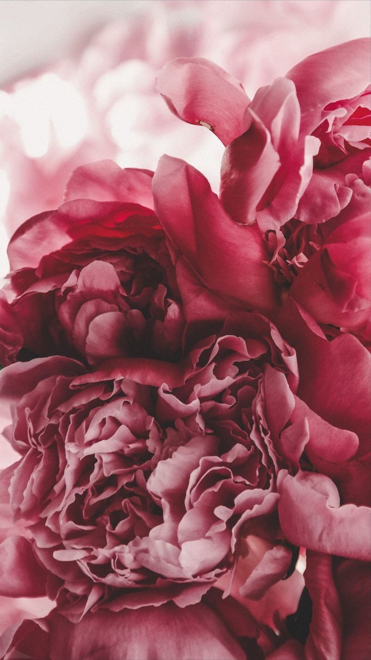 Dunkelrote Blüte, Makro, Blütenblätter, Weinrot, Hochformat, Hintergrundbild fürs Smartphone