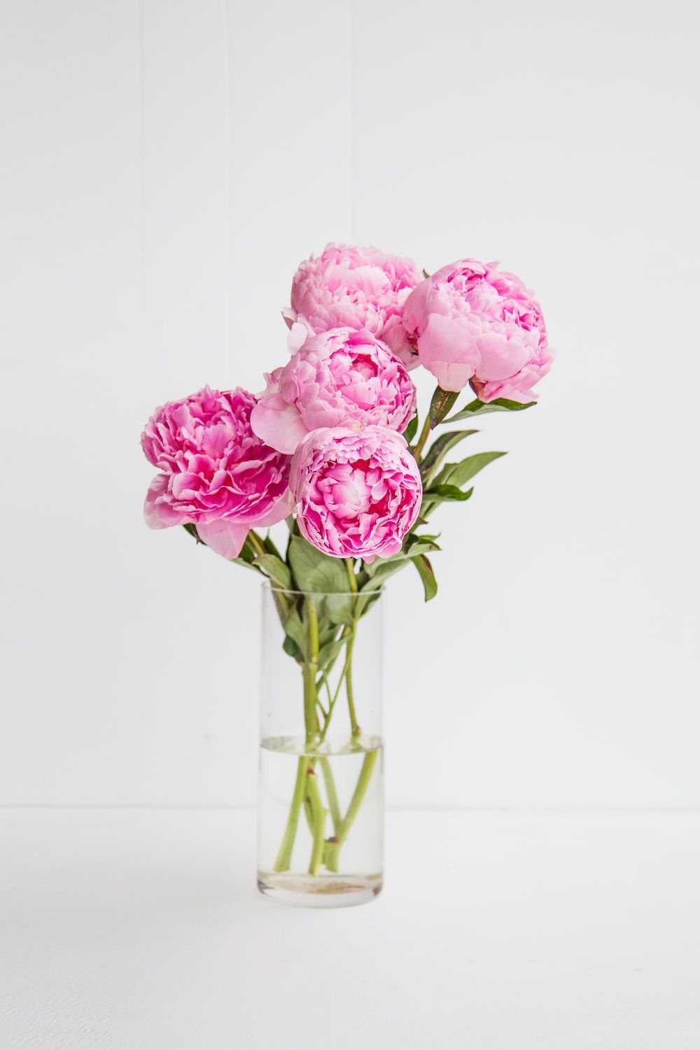 Pinke Blüten, Glasvase, Weißer Hintergrund, Minimalistisch, Sperrbildschirm fürs iPhone