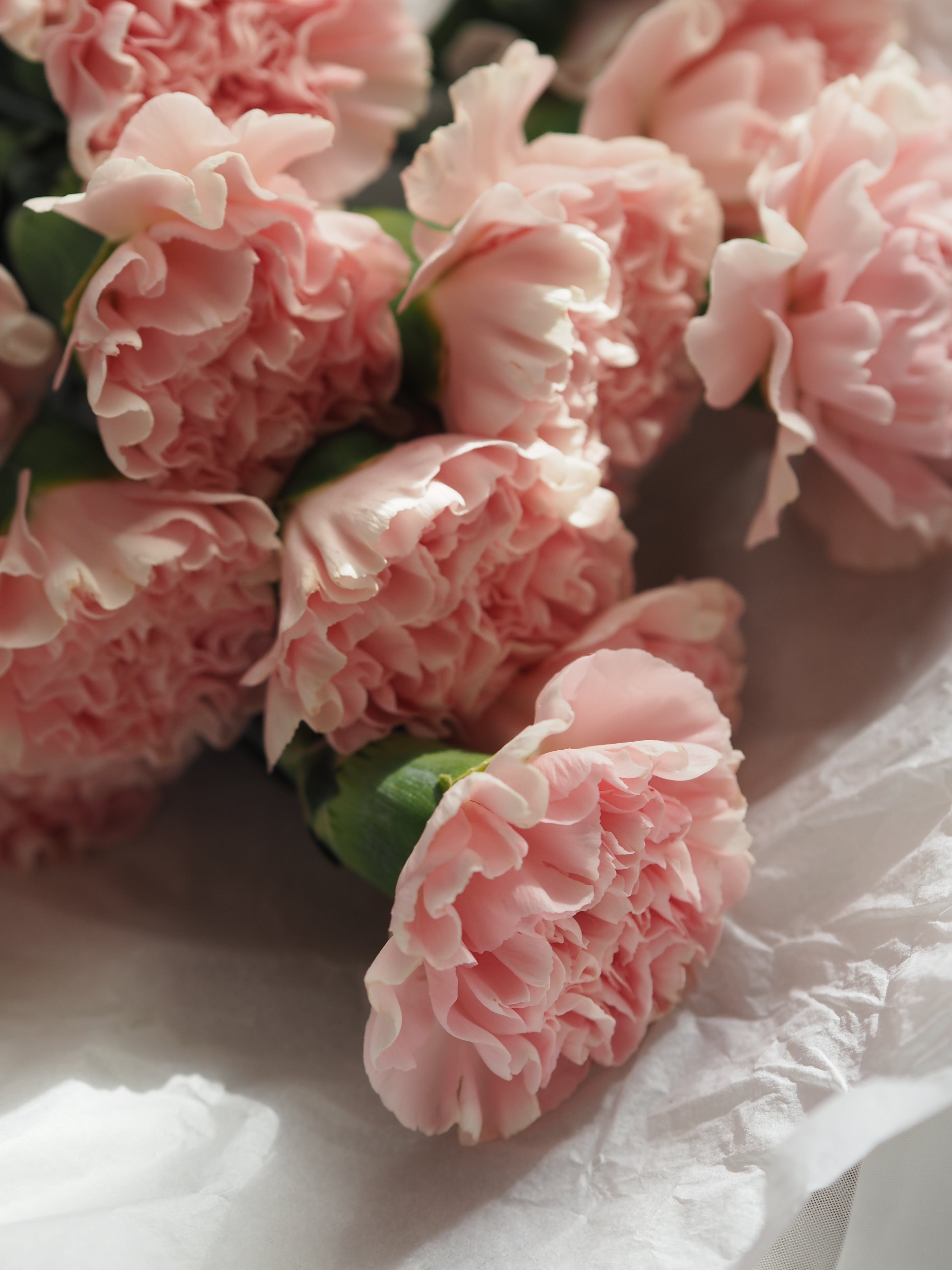 Rosa Blüten, Knospen, Weißes Tuch, Strauß, QHD+, Hintergrundbild fürs Tablet