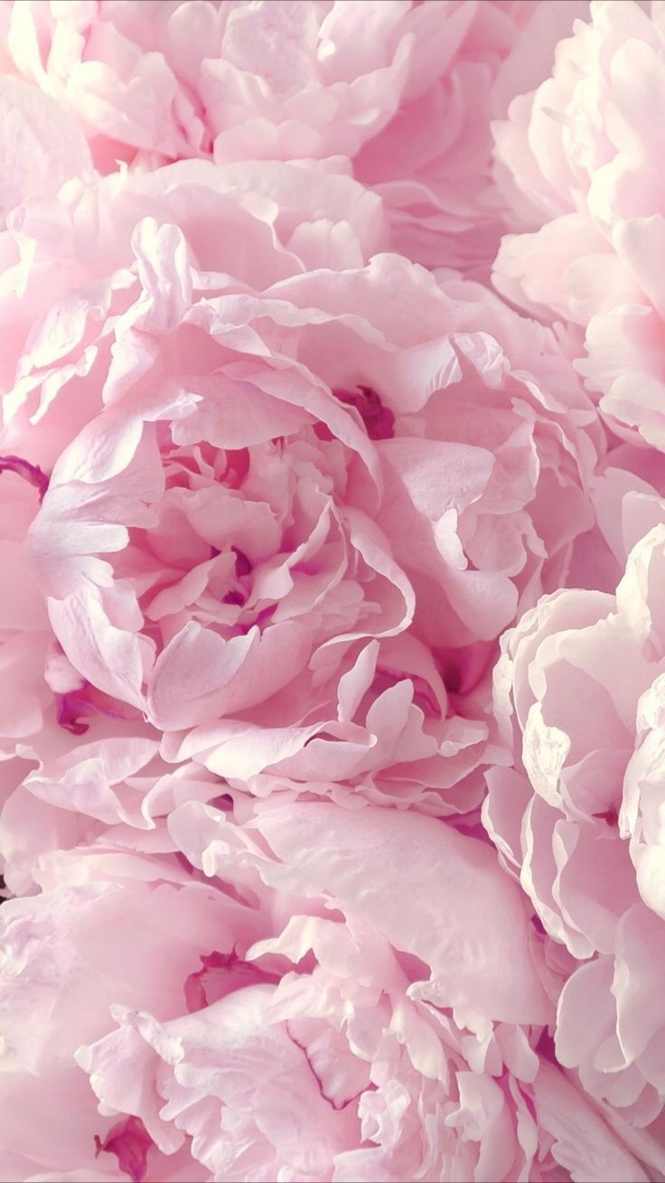 Hellrosa Blüten, Blütenblätter, Nahaufnahme, Pastellrosa, HD, Handy-Hintergrund