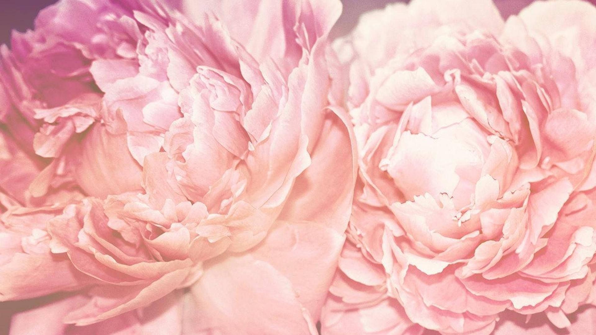 Rosa Blüten, Makro, Blütenblätter, Panorama, 1920x1080, Full-HD-Hintergrundbild für PC