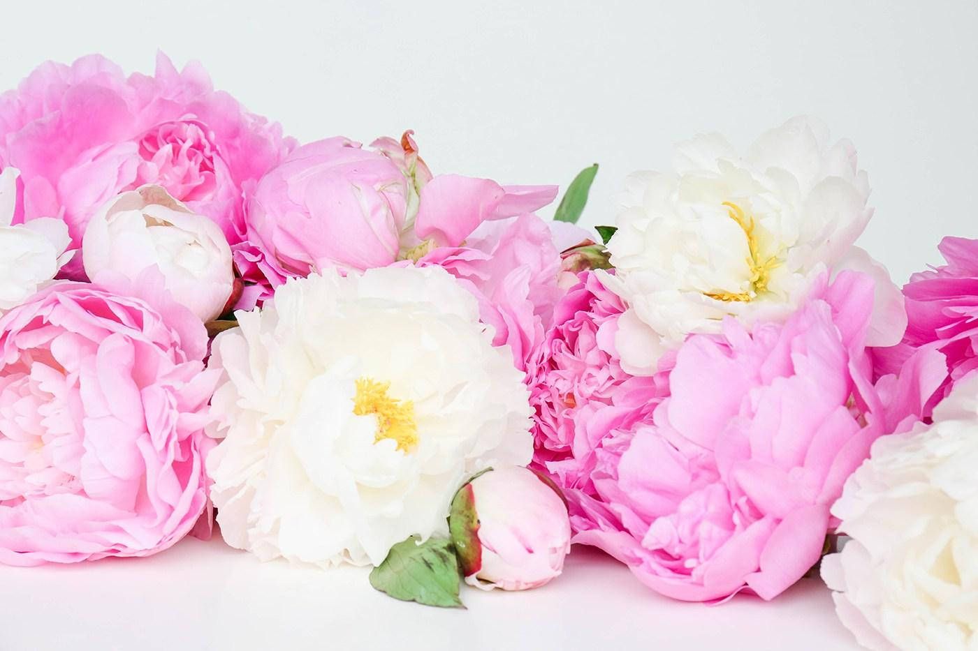Pfingstrosen, Pink Weiß, Blumenarrangement, Weißer Hintergrund, HD Wallpaper