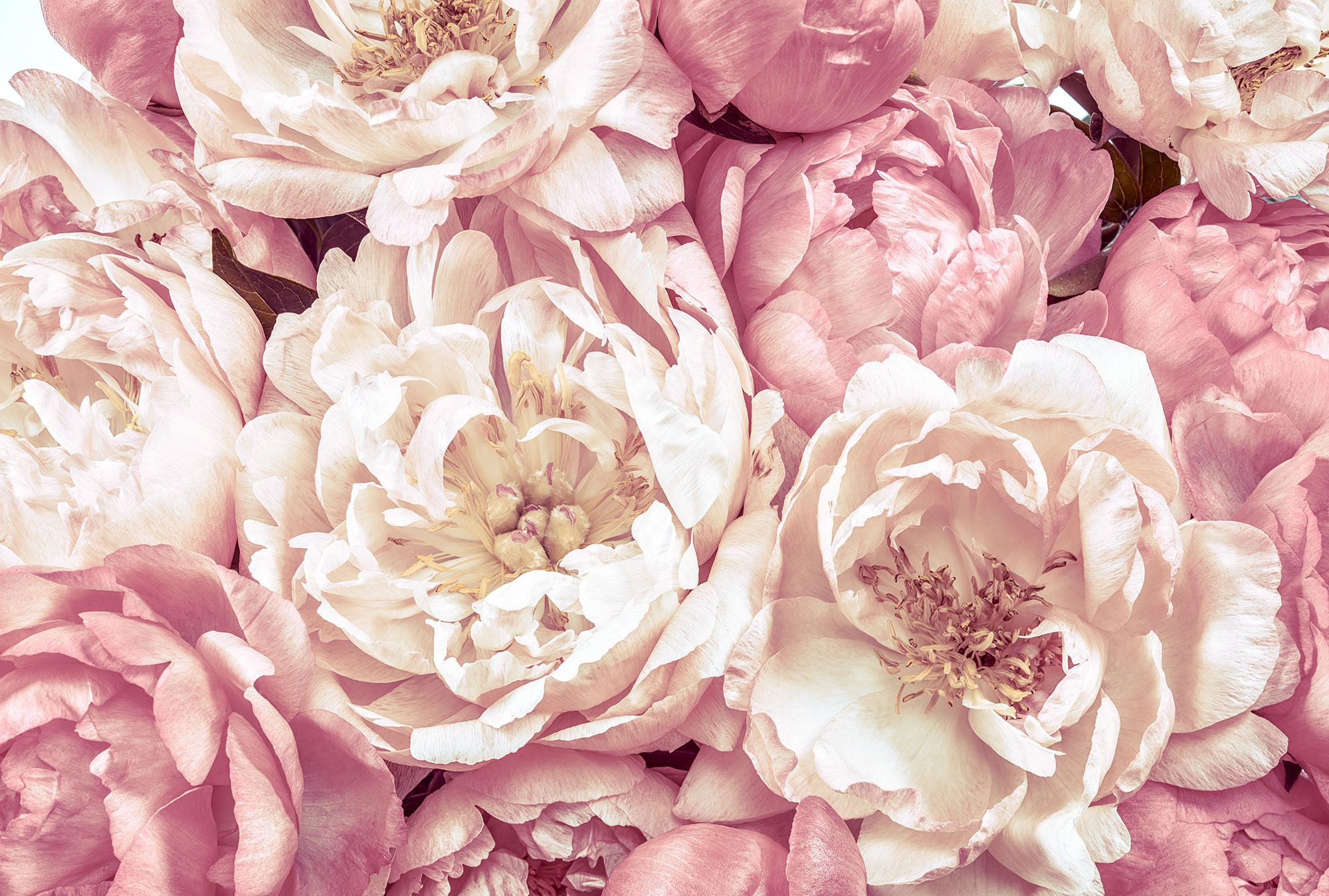 Blütenmeer, Rosa Cremetöne, Blumenwand, Romantisch, Full HD, Desktop-Hintergrund für Windows