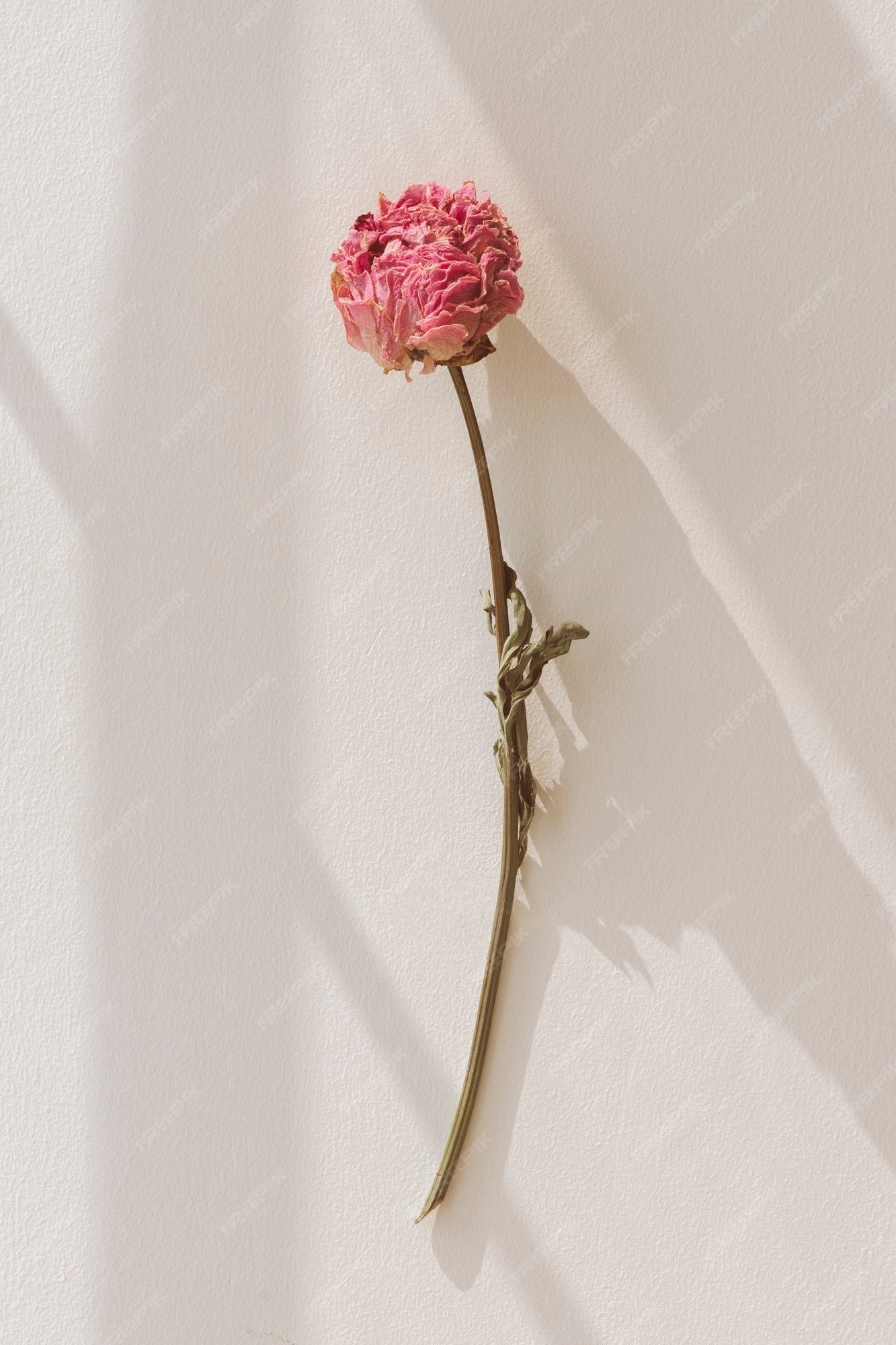 Einzelne Blüte, Stiel, Heller Hintergrund, Minimalistisch, Sperrbildschirm fürs iPhone