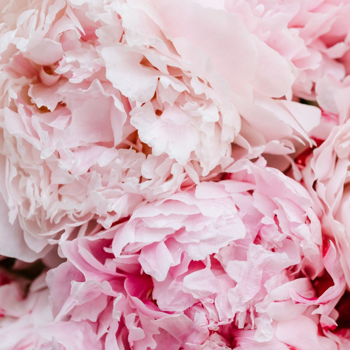 Rosa Blütenblätter, Makro, Pastellrosa, Textur, Hintergrundbild für iPad und Tablet