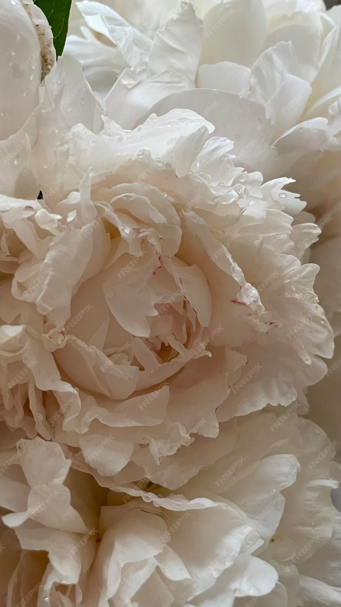 Weiße Pfingstrose, Nahaufnahme, Cremeweiß, Blütenblätter, Full HD, Handy-Hintergrundbild