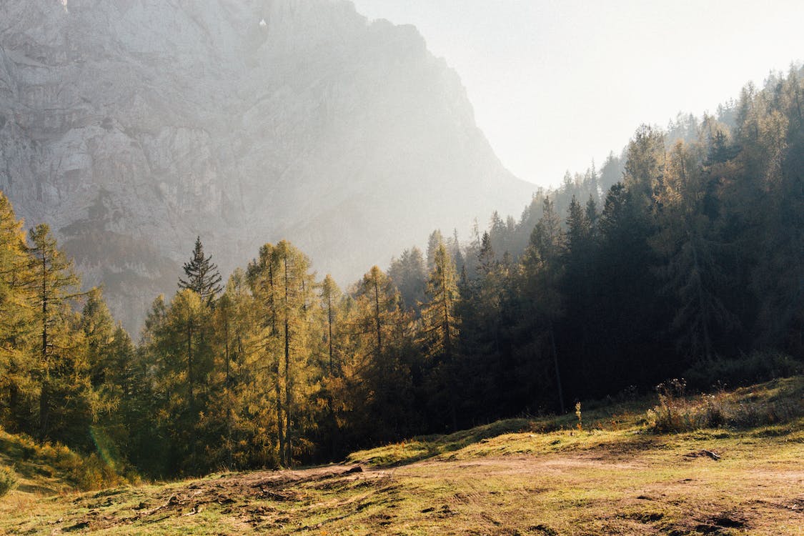 Bergwald, Lichtung, Nebel, Gebirge, Herbst, Lärchen, Hintergrundbild