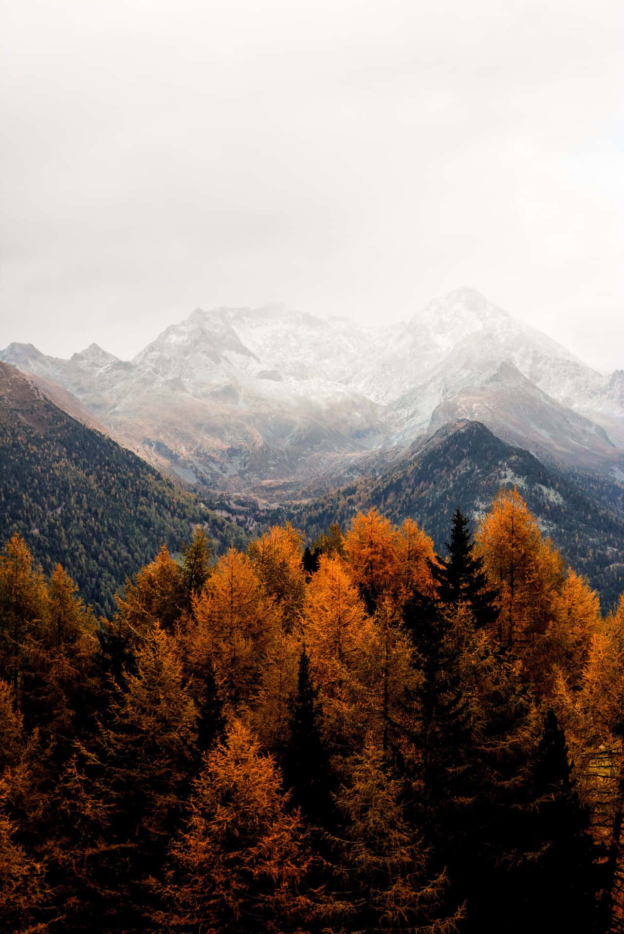 Herbstwald, Lärchen, Schneegipfel, Gebirge, Orange Bäume, Full HD, iPad-Hintergrundbild
