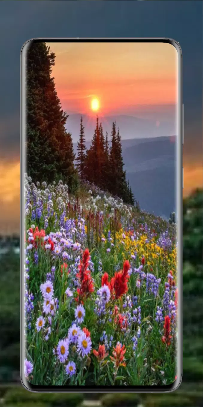 Wildblumenwiese, Bergwiese, Sonnenuntergang, Nadelbäume, Bunte Blumen, Smartphone-Rahmen, iPhone-Hintergrundbild