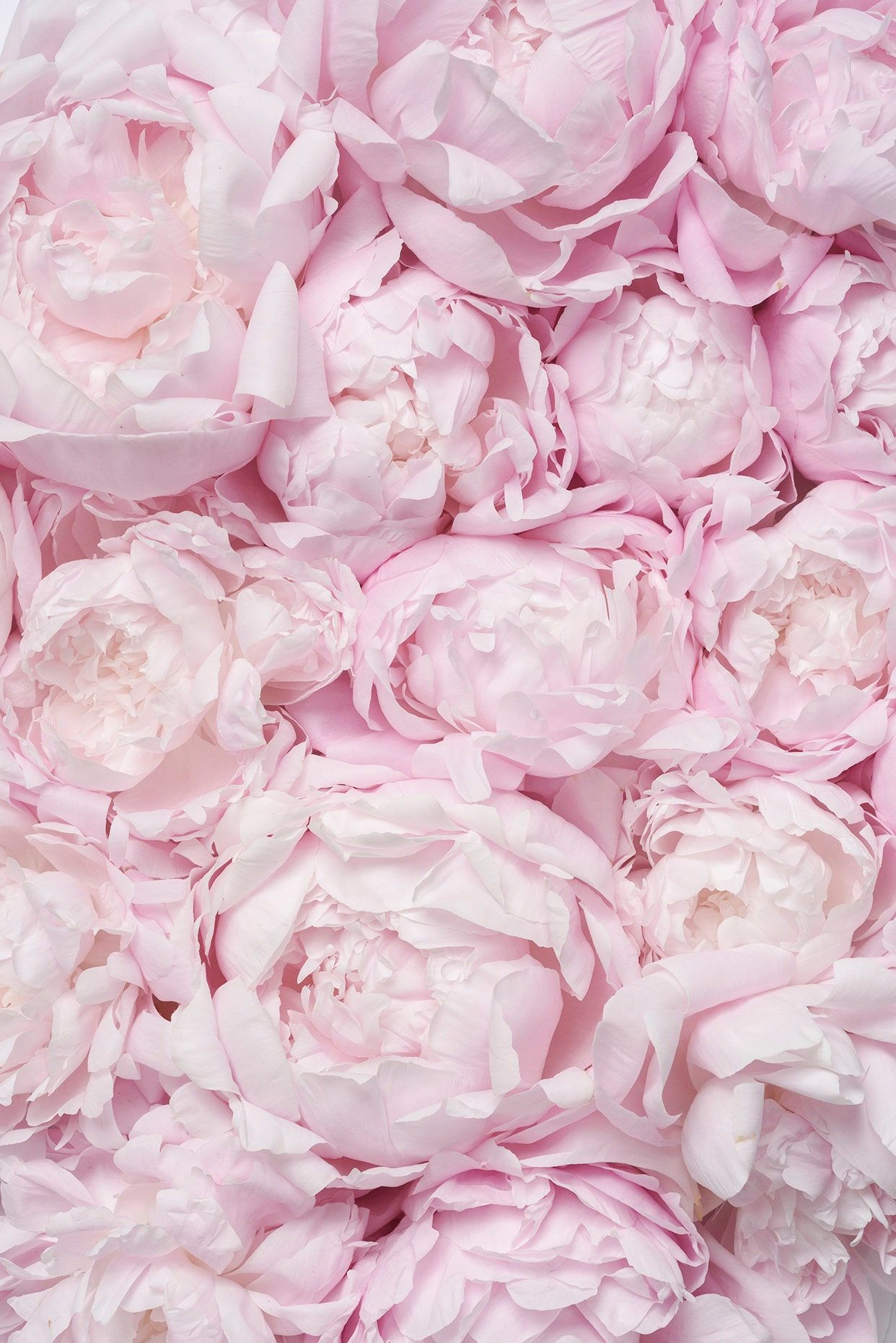 Rosa Blüten, Blütenwand, Pastellrosa, Textur, Full HD, iPad-Hintergrundbild