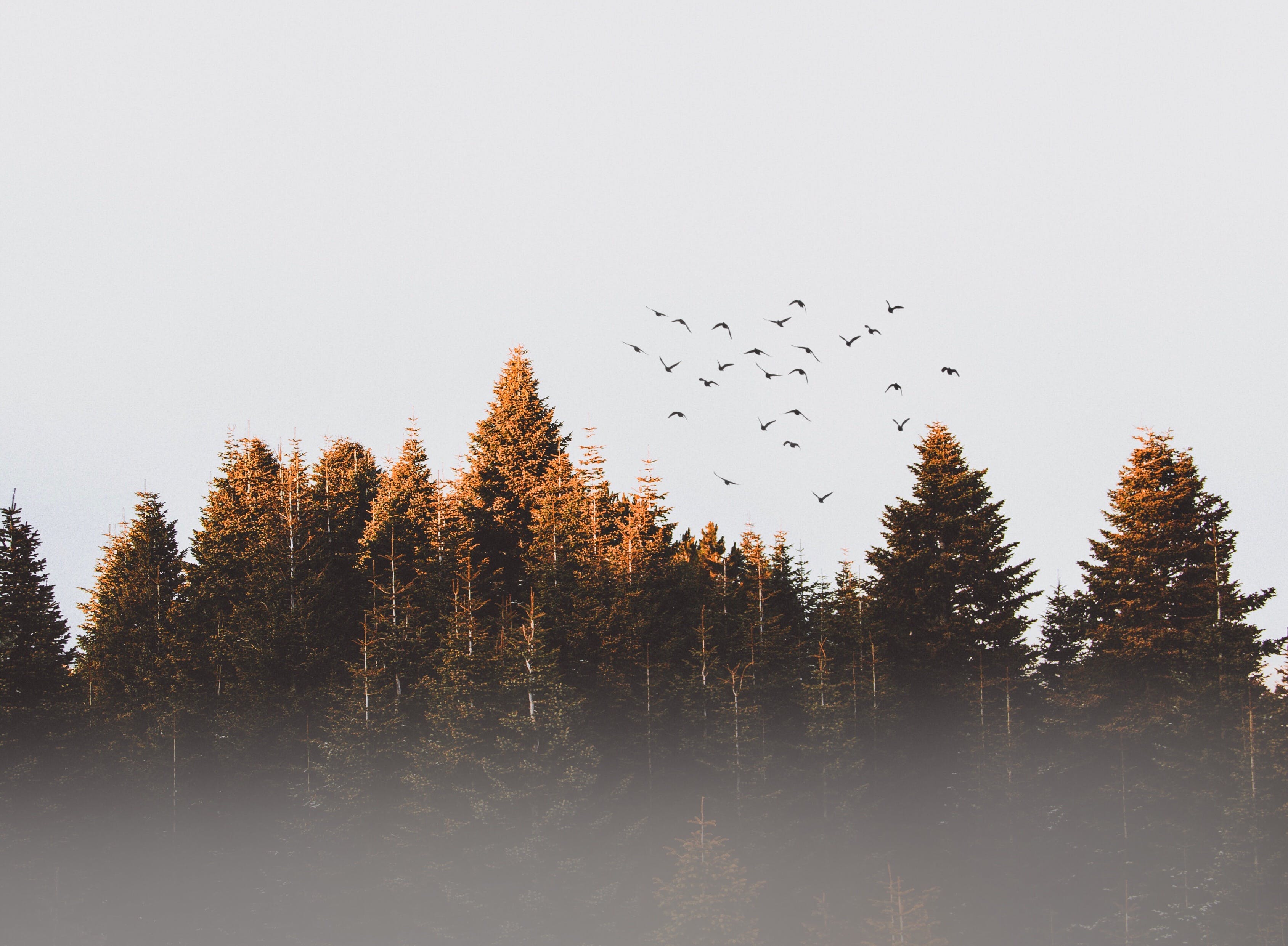 Tannenwald, Baumwipfel, Vogelschwarm, Nebel, Grauer Himmel, 2K, Windows-Hintergrundbild