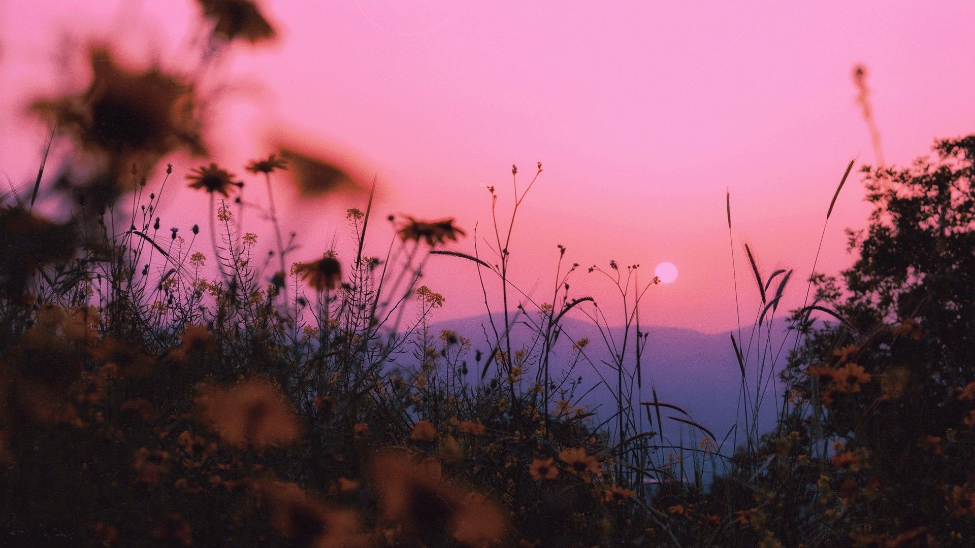 Wildblumen, Silhouetten, Rosa Himmel, Sonnenuntergang, Gräser, Full HD, Windows-Hintergrundbild