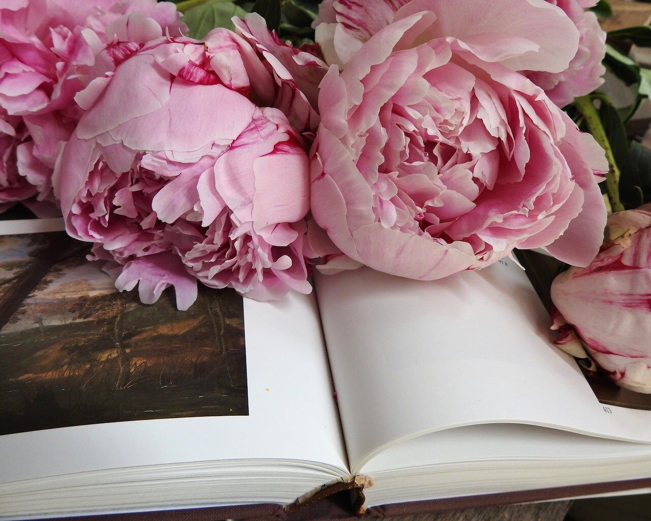 Päonien, Buch, Rosa Blüten, Stillleben, HD, Hintergrundbild für den PC