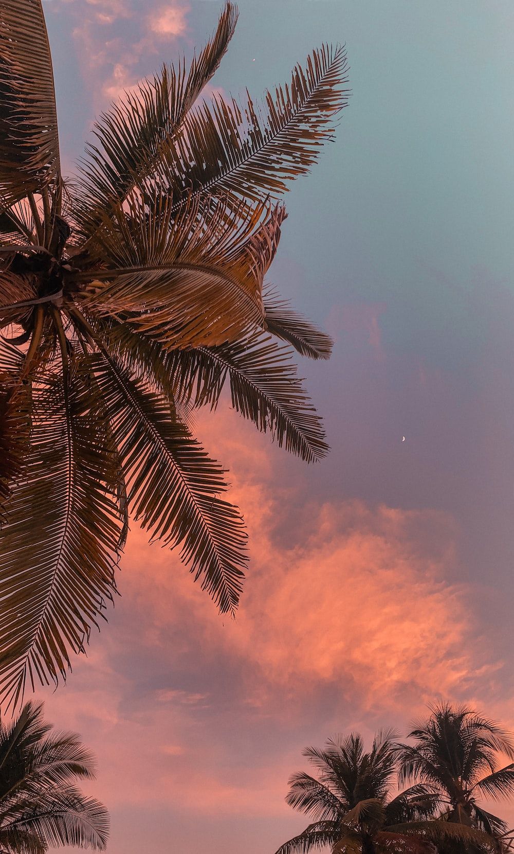 Palmenblätter, Abendhimmel, Froschperspektive, Rosa Wolken, Tropen, Sperrbildschirm fürs iPhone