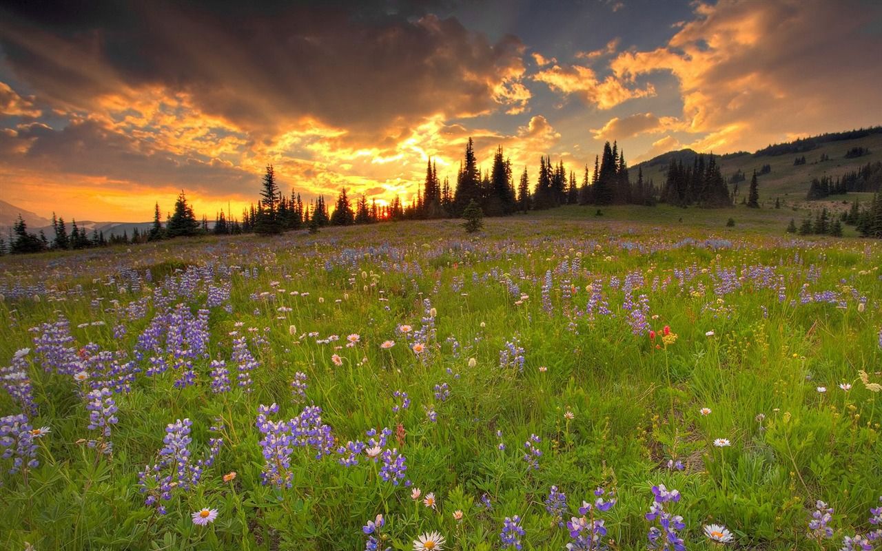 Lupinen, Blumenwiese, Sonnenuntergang, Dramatische Wolken, Nadelwald, Bergwiese, HD-Desktop-Hintergrund