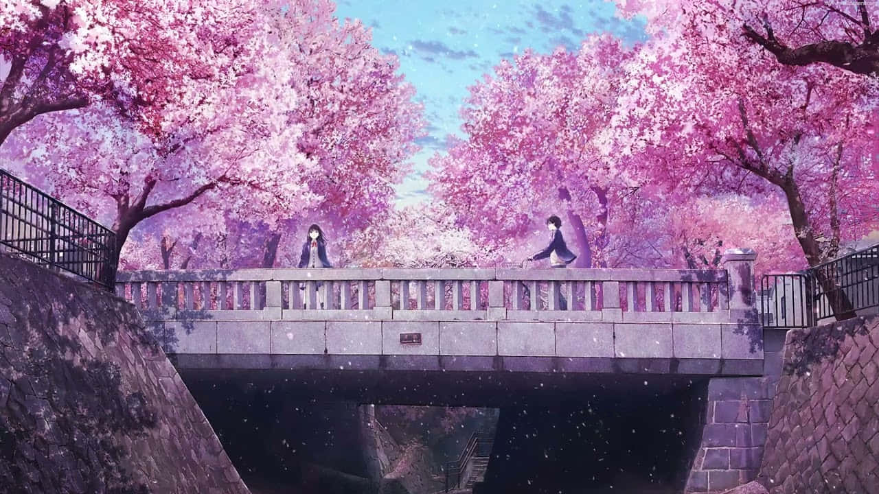 Kirschblüten, Brücke, Anime, Paar, Rosa Bäume, Frühling, HD, Breitbild-Hintergrundbild