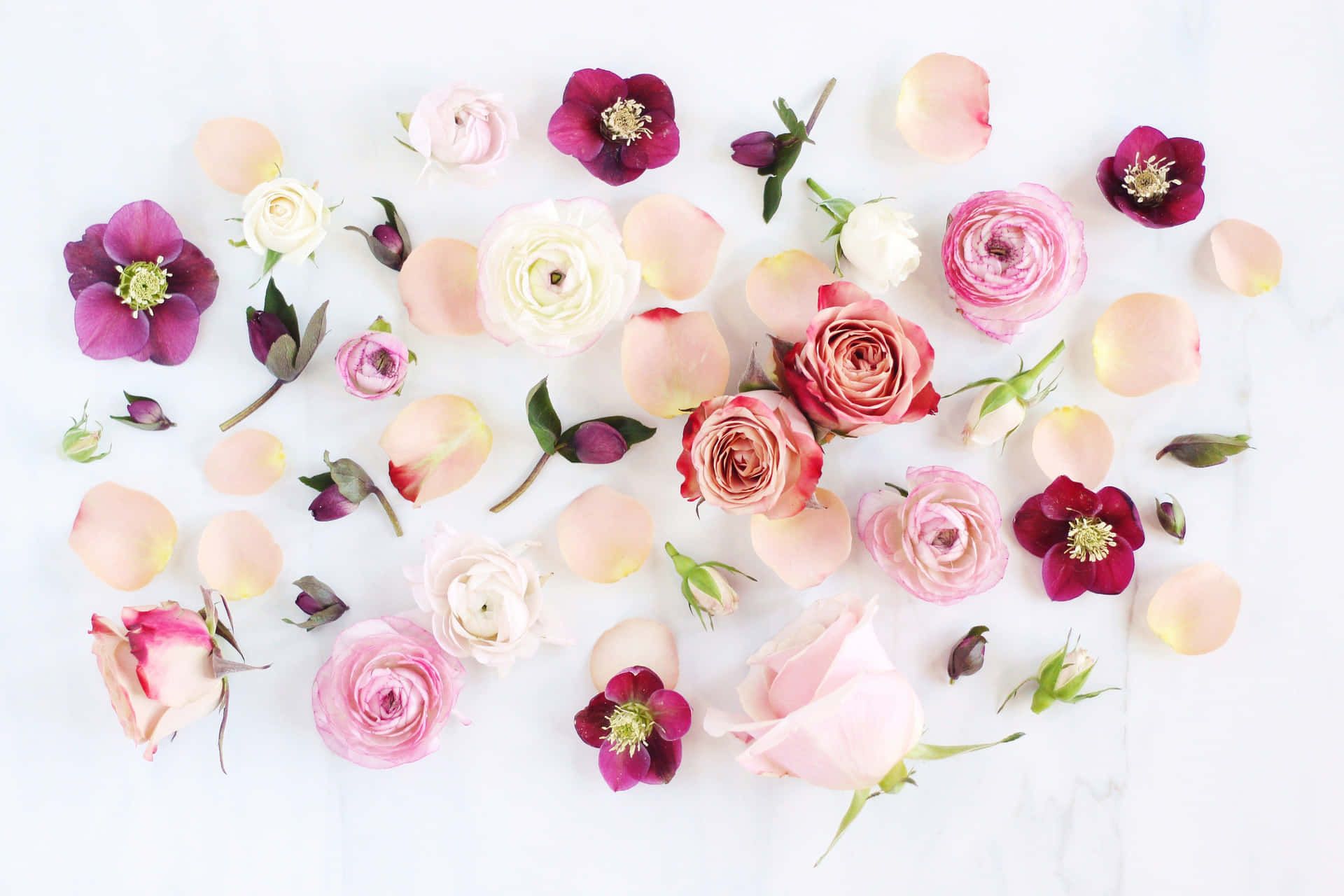 Flatlay, Ranunkeln, Christrosen, Blütenblätter, Weißer Hintergrund, Full HD Wallpaper