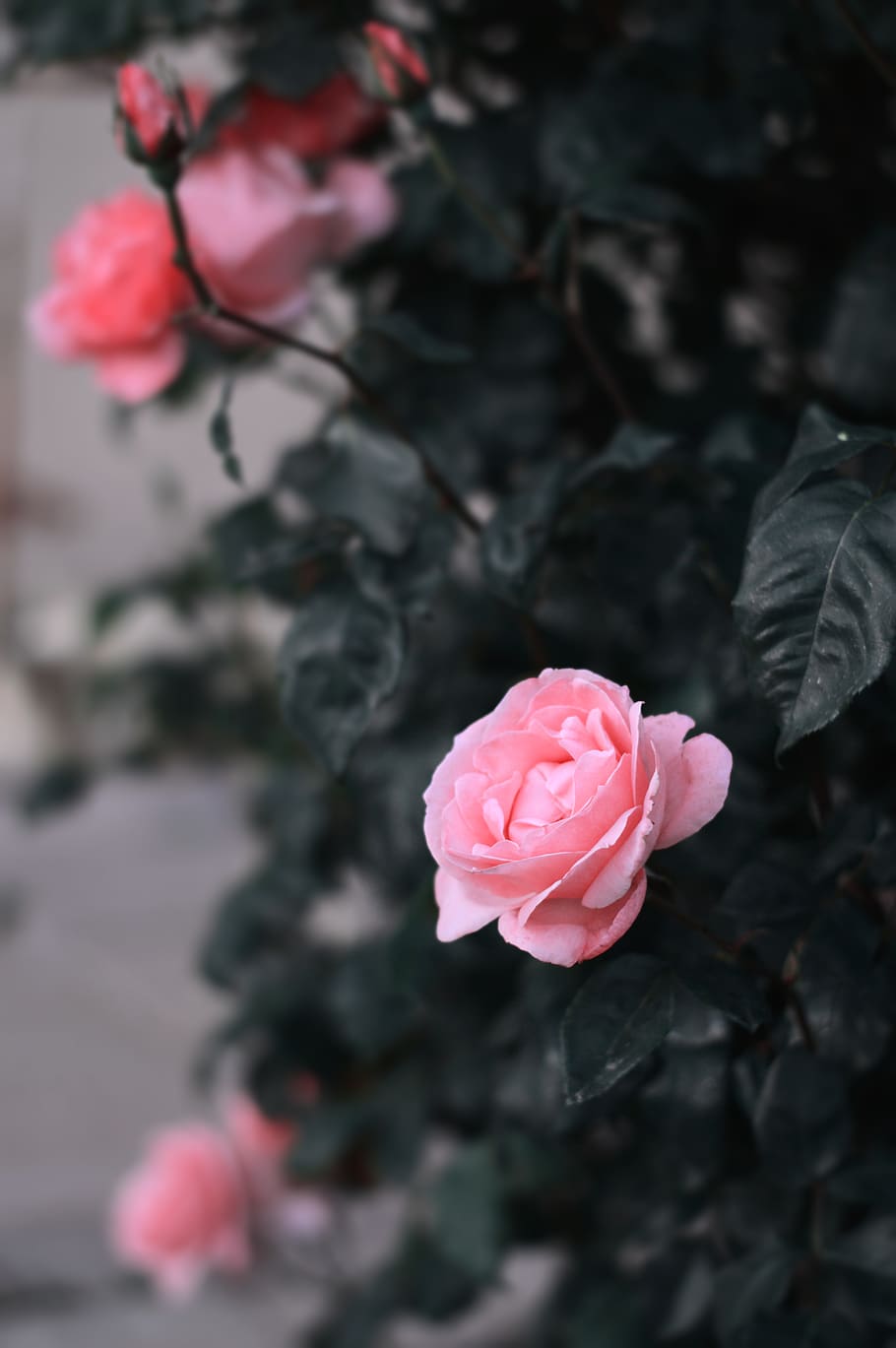 Rosen, Rosa Blüten, Strauch, Dunkelgrün, Garten, HD, Sperrbildschirm fürs iPhone