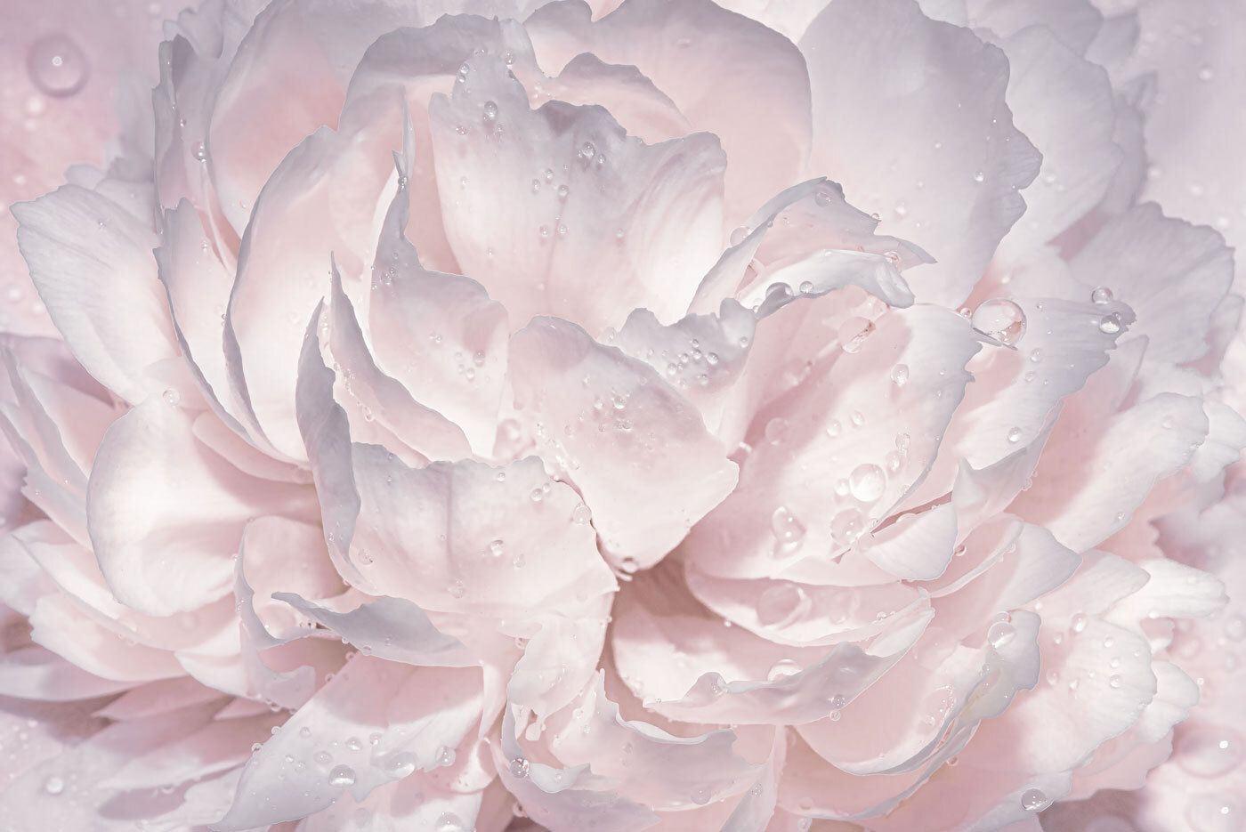 Rosa Blüte, Makro, Wassertropfen, Blütenblätter, HD, Hintergrund für den Desktop