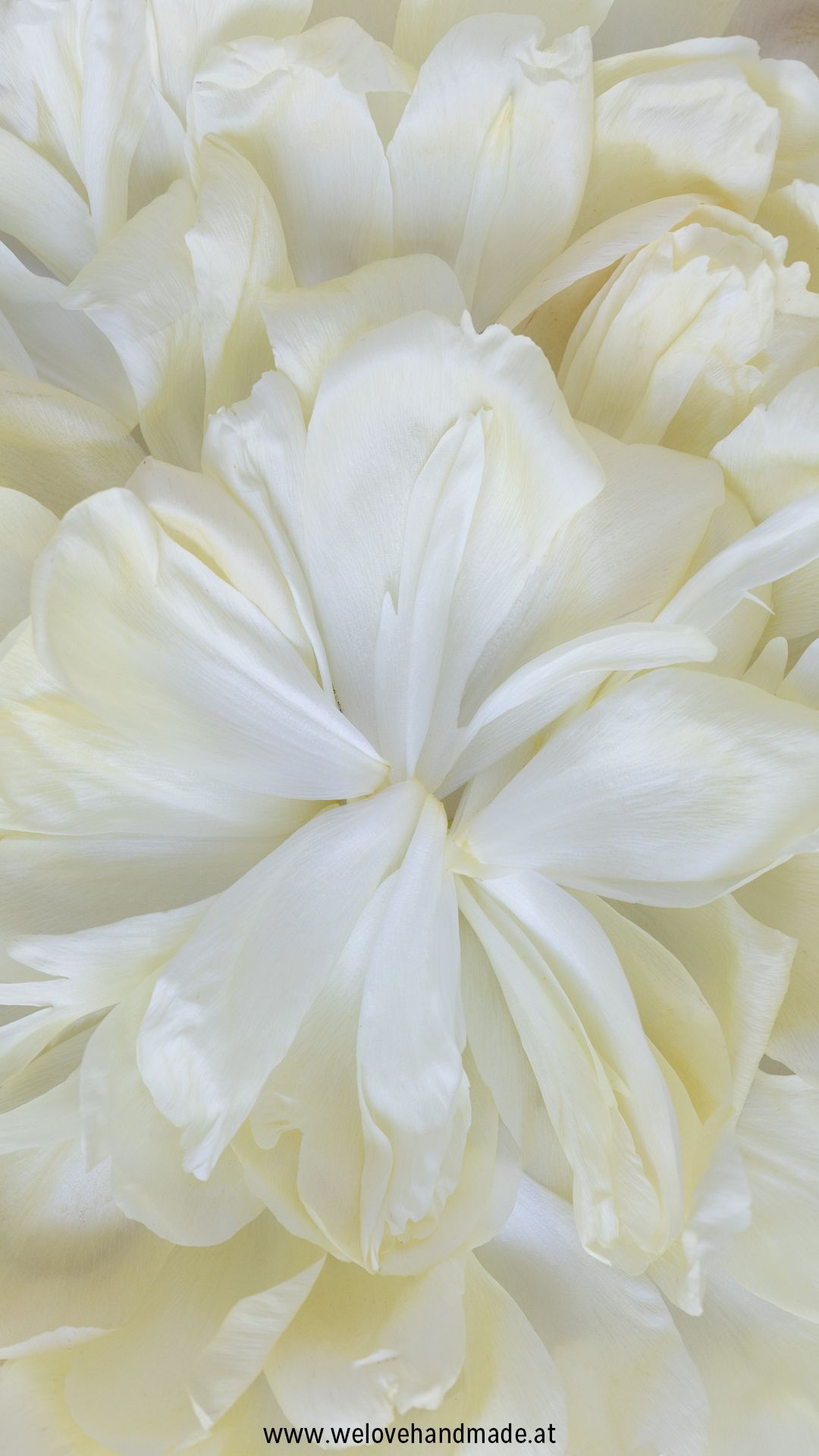 Weiße Blüte, Nahaufnahme, Cremeweiß, Blütenblätter, Full HD, Sperrbildschirm fürs iPhone