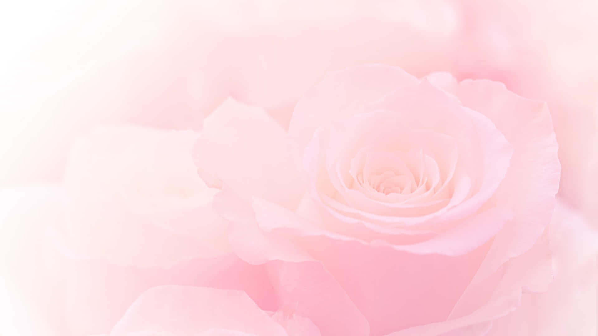Rose, Rosa Töne, Weichzeichner, Verträumt, 16:9, Full-HD-Hintergrundbild für den Desktop