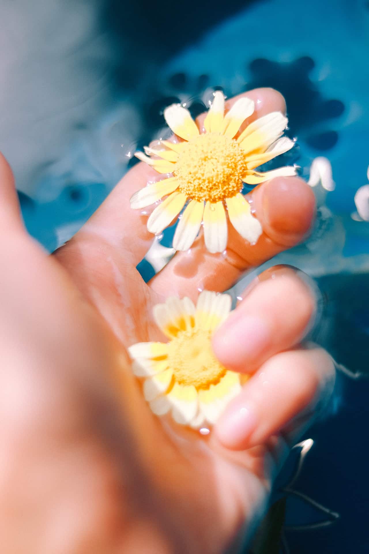 Gänseblümchen, Hand, Nahaufnahme, Blau, Sommer, Full HD, Handy-Hintergrund im Hochformat