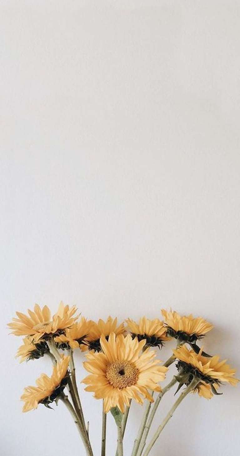 Sonnenblumen, Blumenstrauß, Minimalistisch, Weißer Hintergrund, Gelb, Sperrbildschirm fürs iPhone