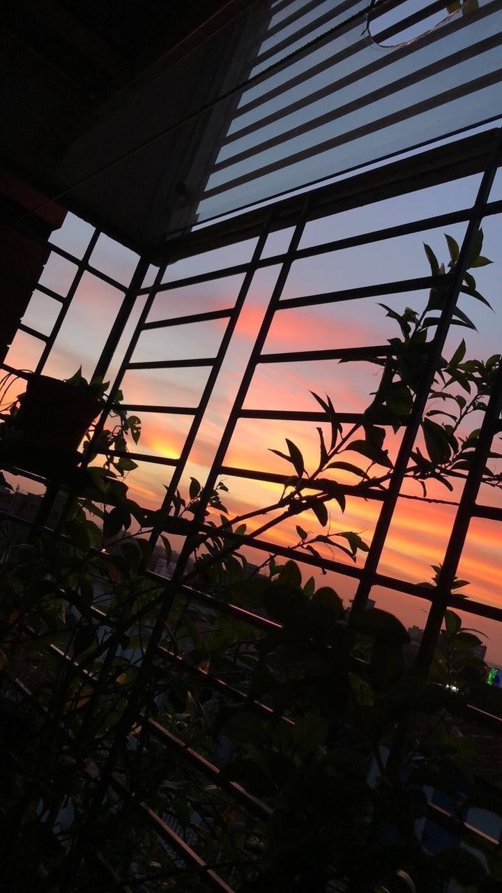 Fenster, Pflanzen, Silhouette, Sonnenuntergang, Dunkel, HD, Sperrbildschirm fürs iPhone