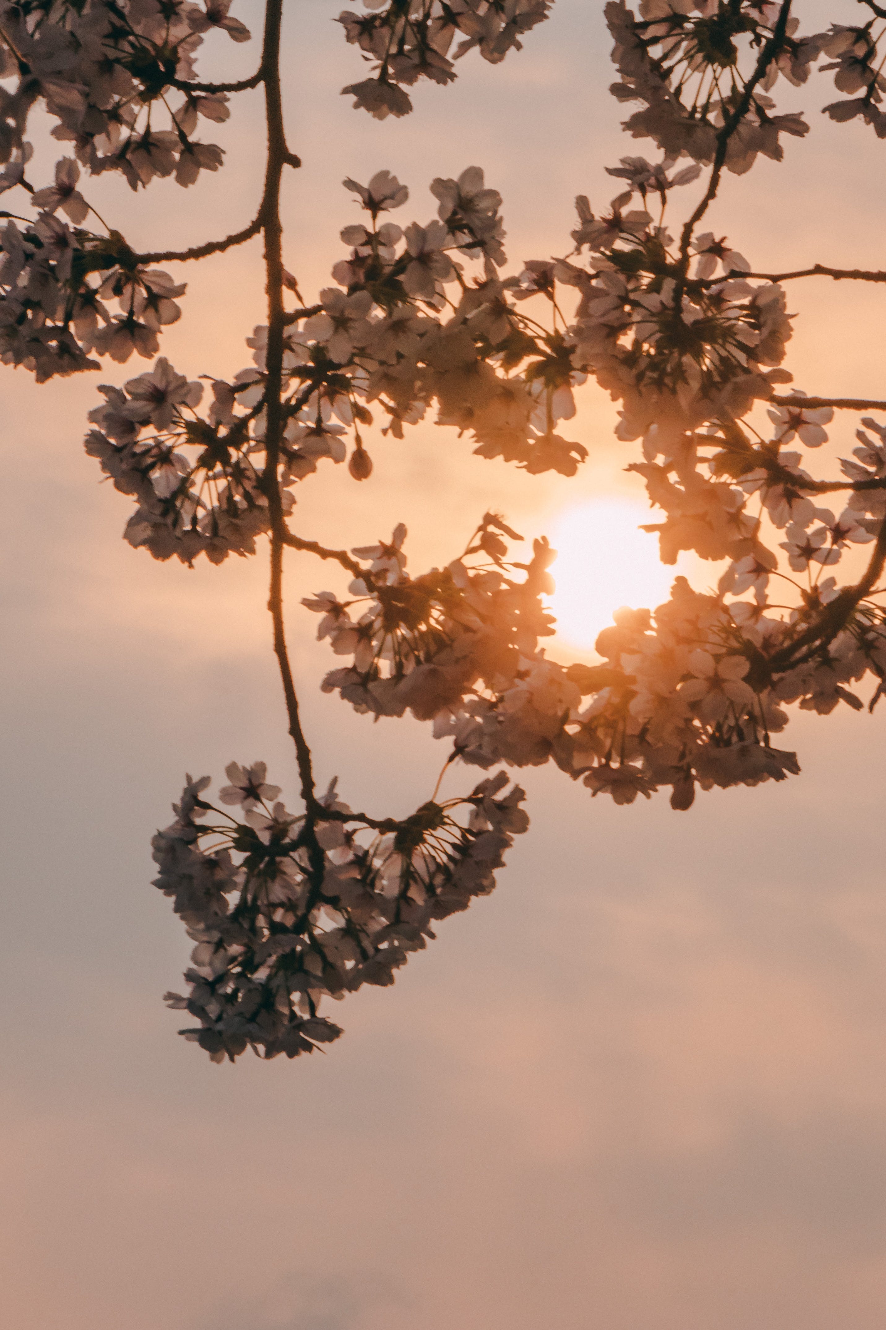 Kirschblüten, Sonne, Gegenlicht, Zweige, Goldene Stunde, QHD+, Handy-Hintergrundbild