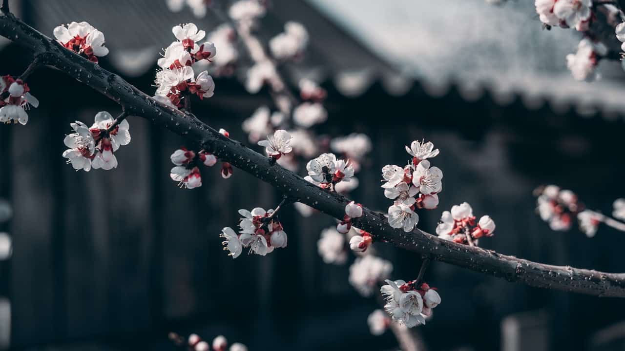 Kirschblüten, Zweig, Nahaufnahme, Frühling, Dunkle Töne, HD, PC-Hintergrundbild