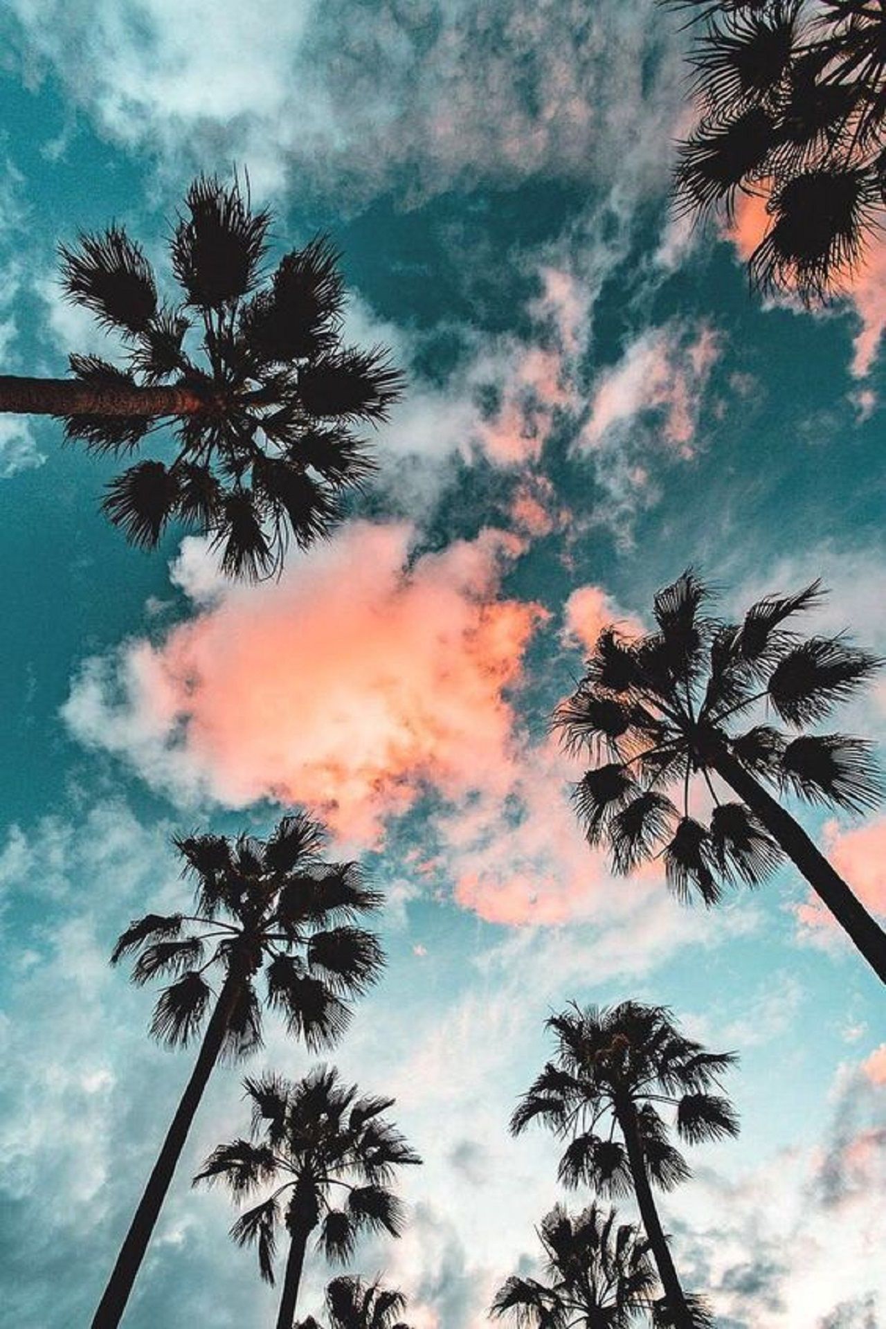 Palmen, Froschperspektive, Wolken, Türkiser Himmel, Pastelltöne, Full HD, iPhone-Hintergrundbild