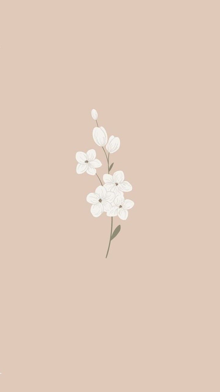 Weiße Blüten, Zweig, Altrosa, Minimalistisch, HD, Handy-Hintergrund im Hochformat