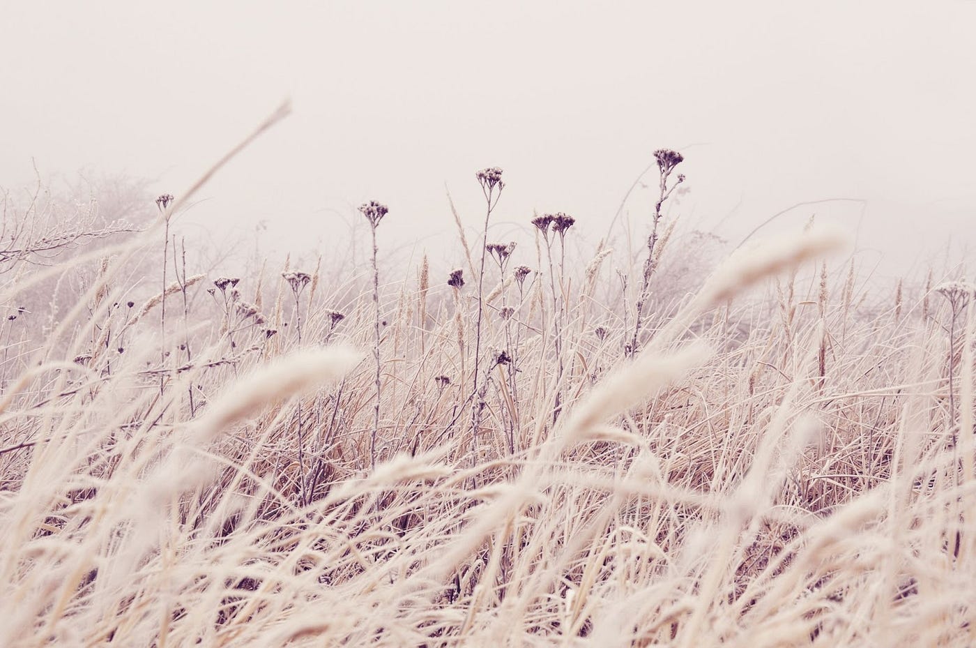 Gräser, Wiese, Wildblumen, Nebel, Pastell, Natur, HD, Desktop-Hintergrund für Windows