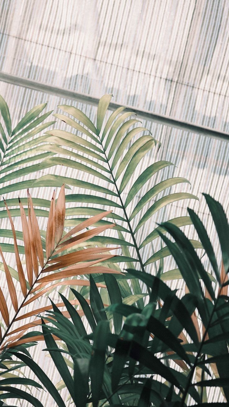Palmblätter, Tropisch, Pastell, Rosa, Hochformat, HD, Sperrbildschirm fürs iPhone