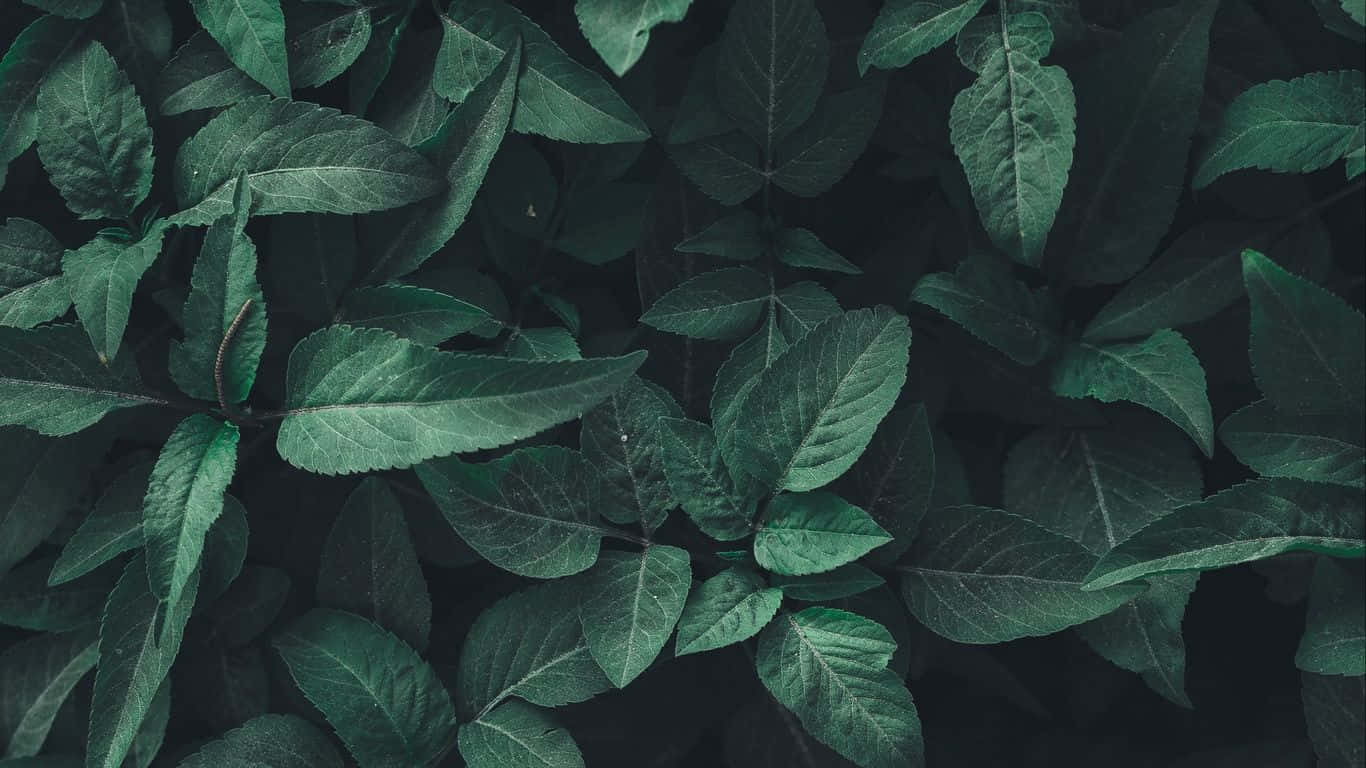 Laub, Dunkelgrün, Pflanzen, Draufsicht, Textur, HD, Desktop-Hintergrund für Windows