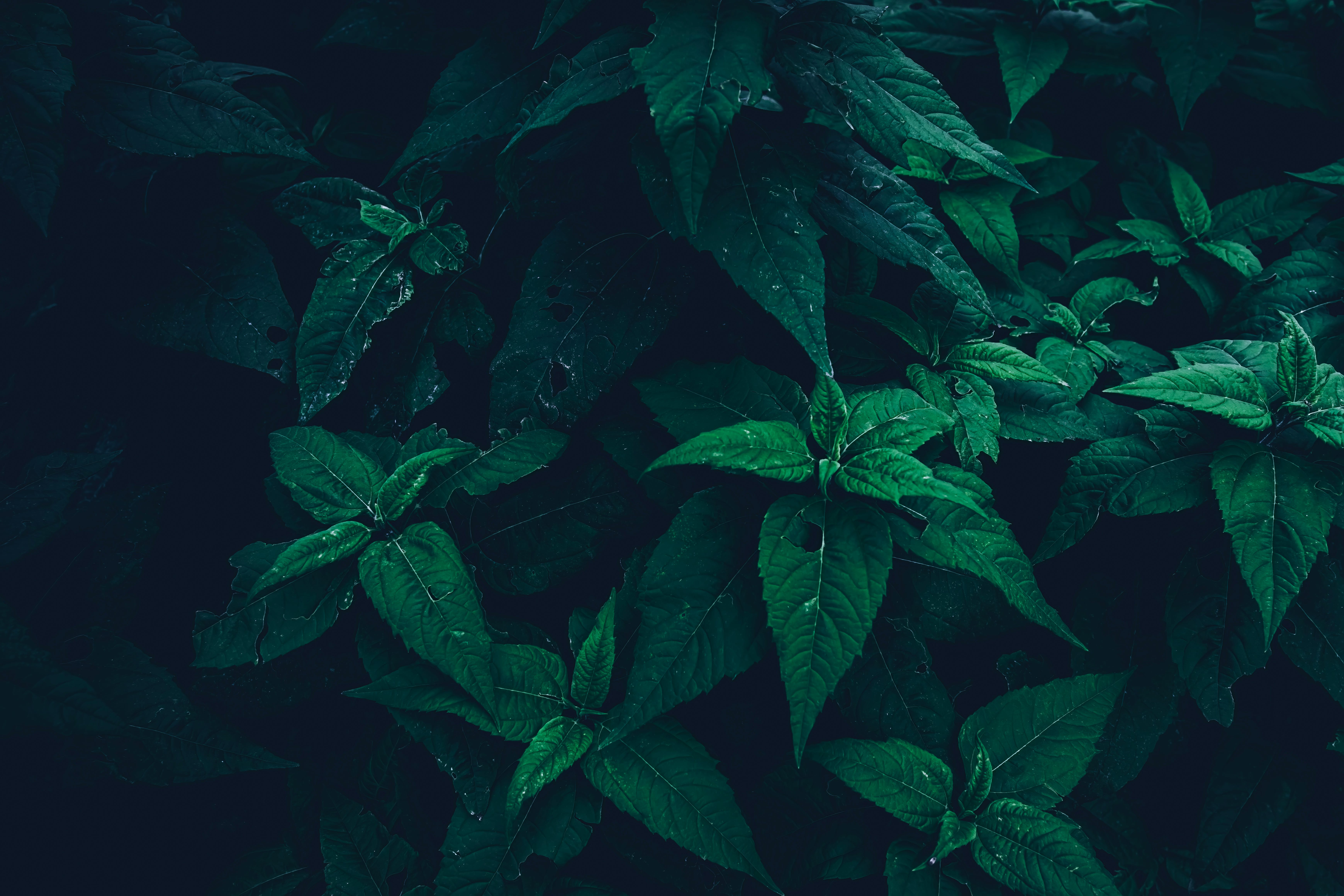 Laub, Dunkelgrün, Pflanzen, Moody, Dschungel, 6K, Hintergrundbild für den PC