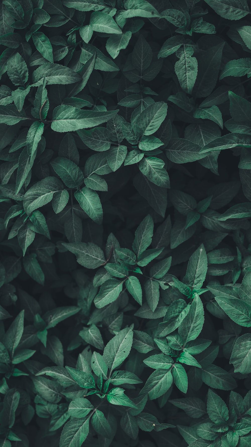 Laub, Busch, Dunkelgrün, Textur, Hochformat, HD, Hintergrundbild fürs Handy