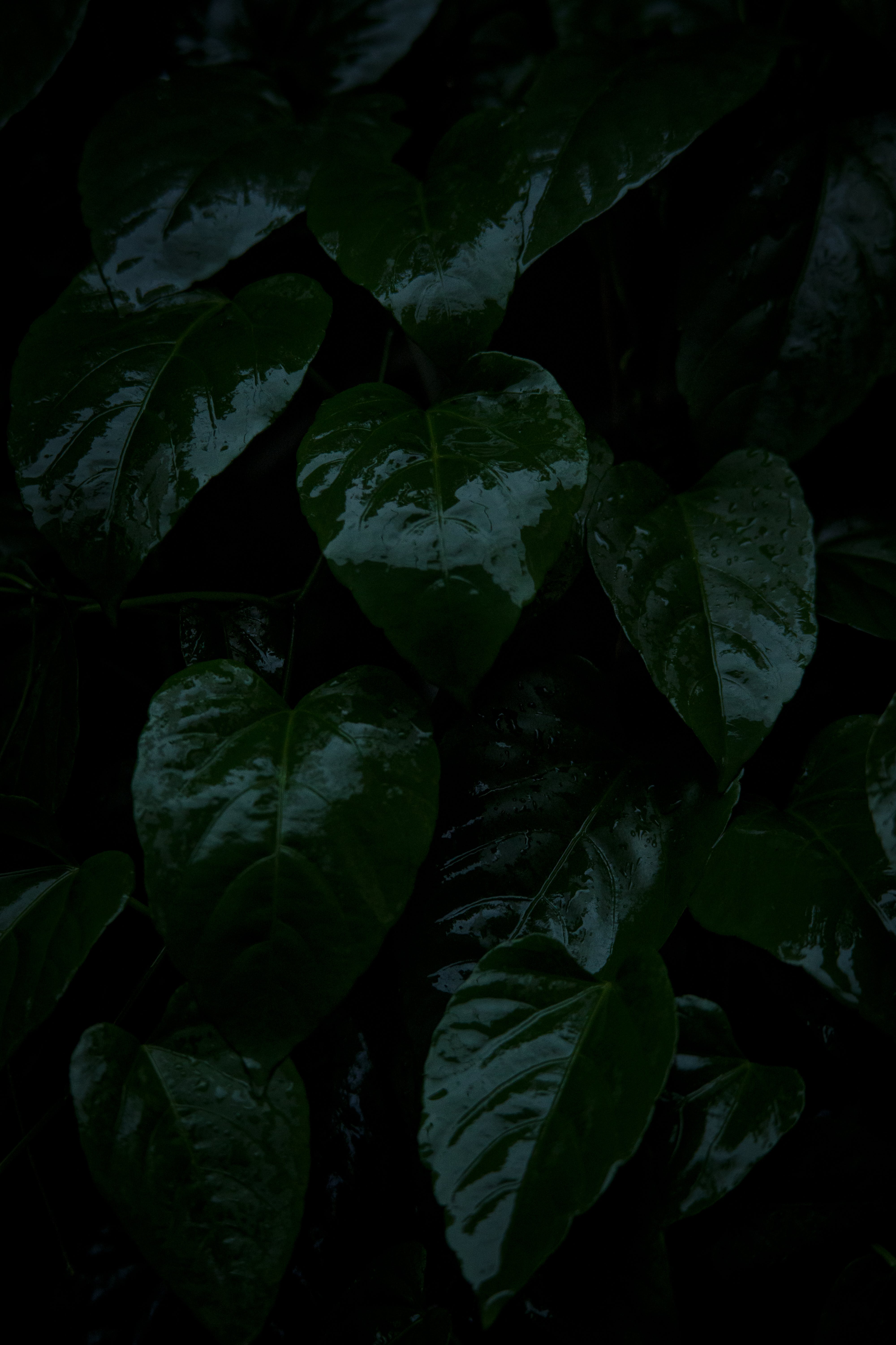 Efeutute, Dunkle Blätter, Schwarz-Grün, Moody, Hochformat, QHD+, Handy-Hintergrund