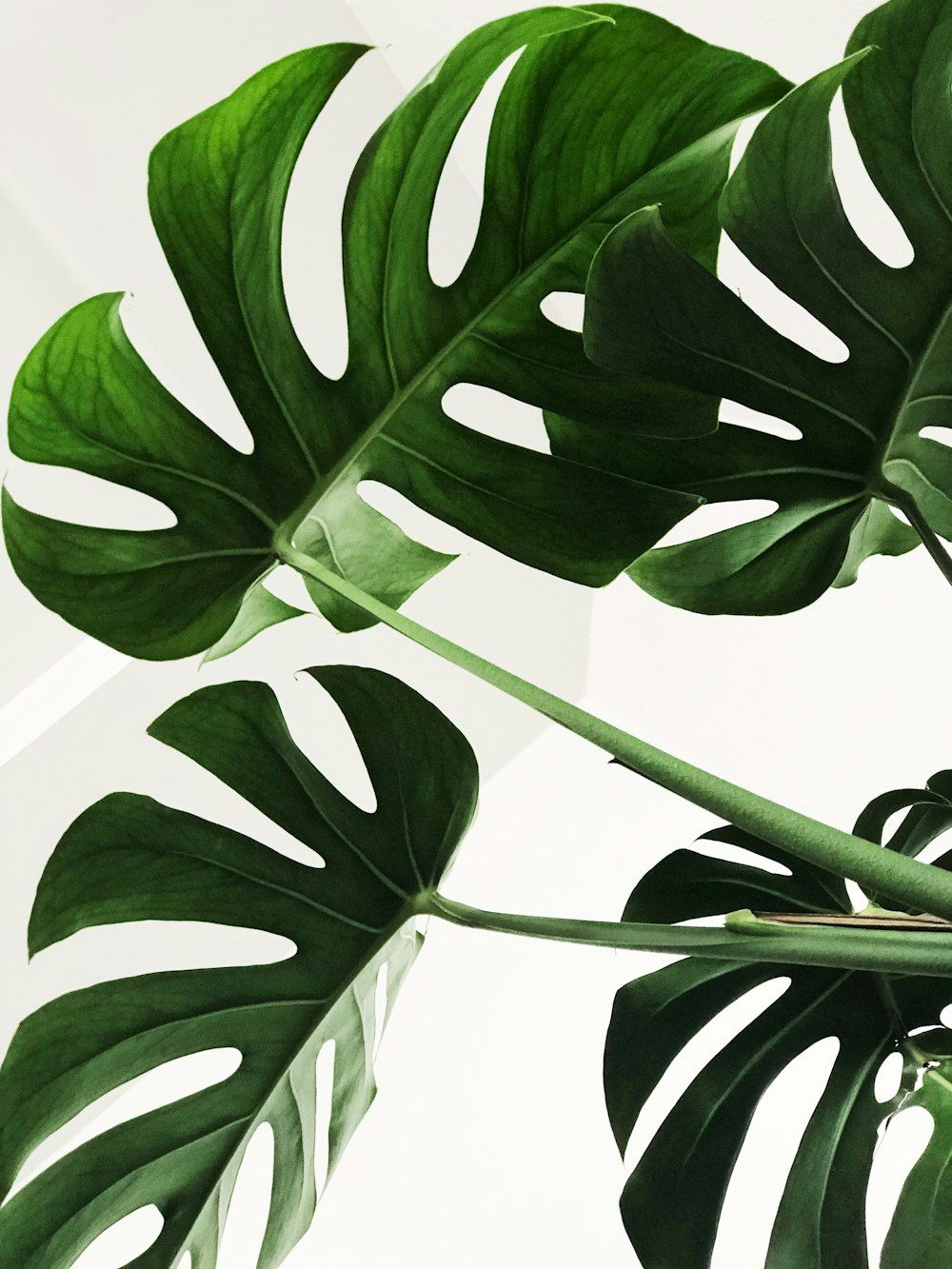 Monstera, Fensterblatt, Weißer Hintergrund, Grün, Minimalistisch, HD Wallpaper