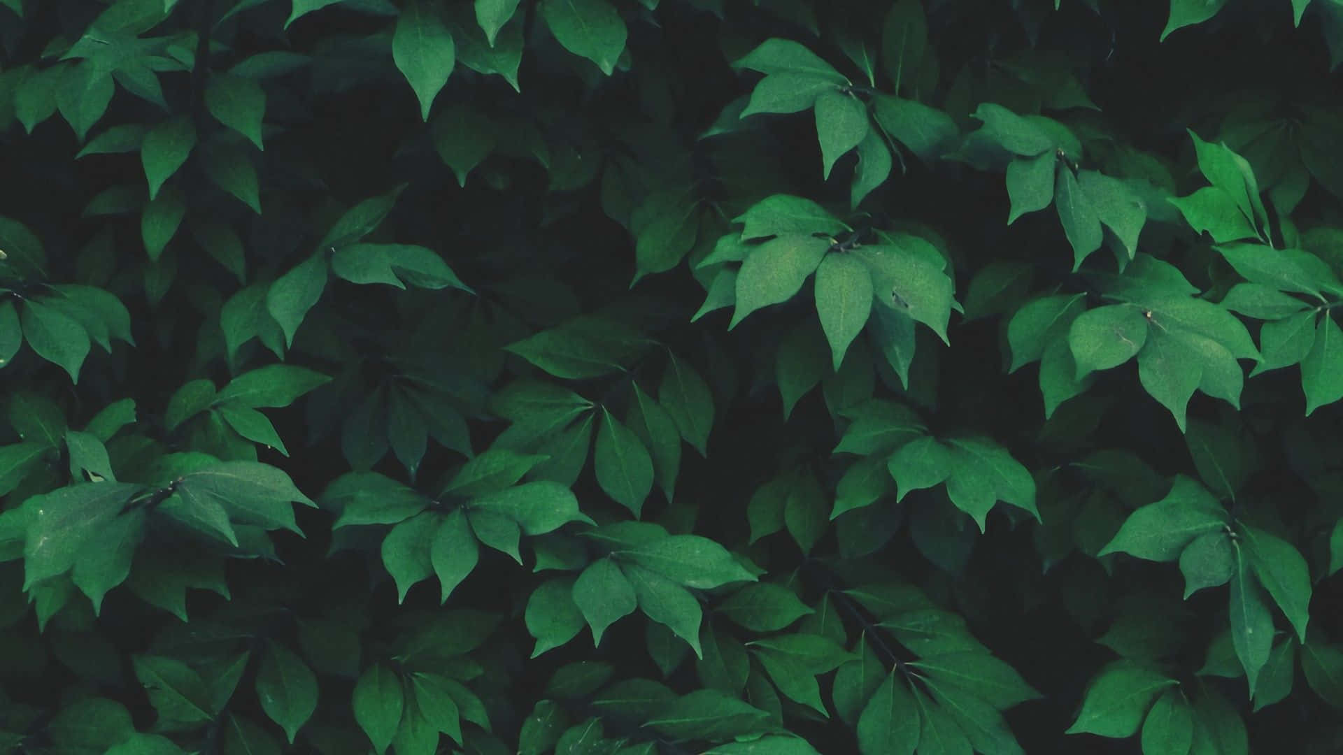 Efeu, Laubwand, Grün, Dicht, Natur, Full HD 1080p, Desktop-Hintergrundbild