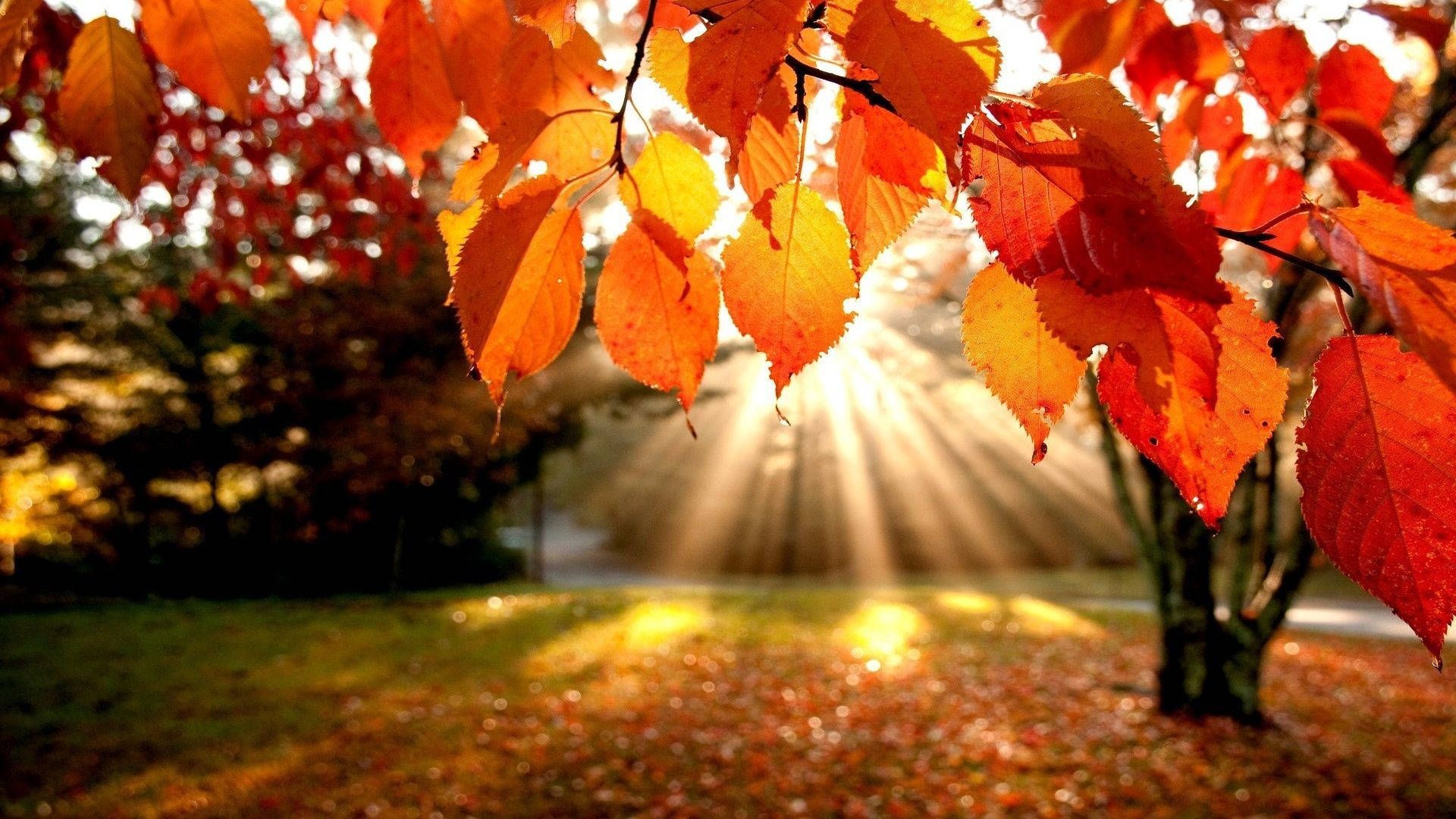 Herbstlaub, Sonnenstrahlen, Park, Orange, Herbst, 1920x1080, Full-HD-Hintergrundbild für PC