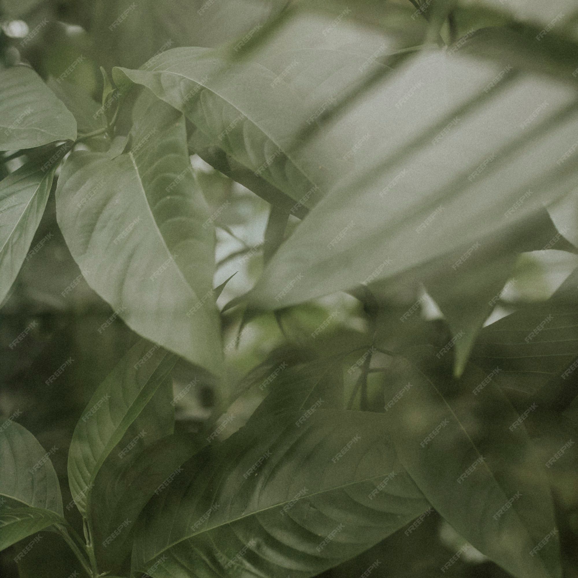 Blätter, Olivgrün, Unschärfe, Pflanze, Moody, Full HD, iPad-Hintergrundbild