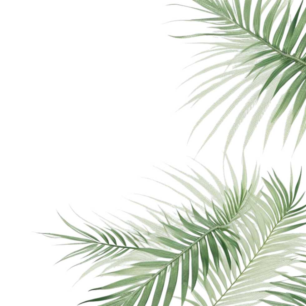 Palmwedel, Schwarzer Hintergrund, Salbeigrün, Tropisch, Kontrast, Wallpaper